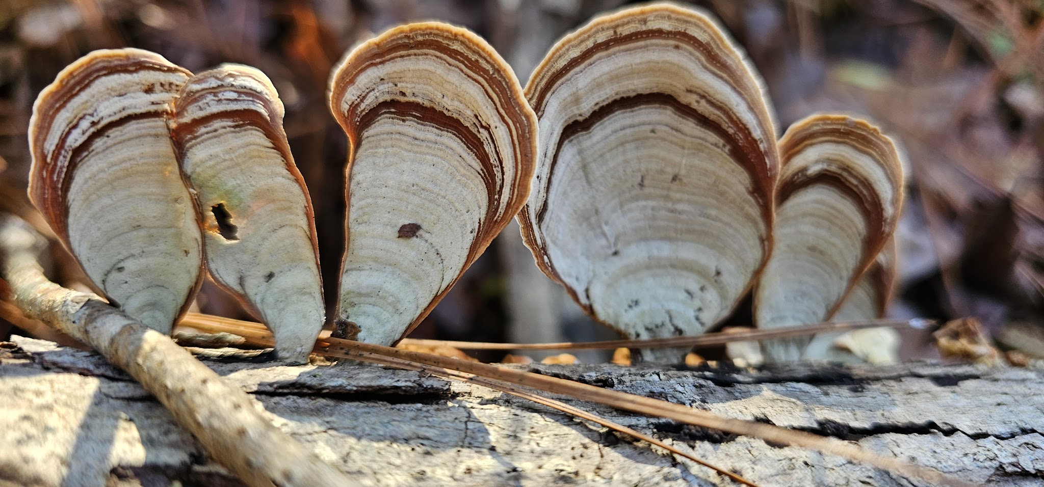 Five Mile Creek Greenway Trail System Parking Area (Shady Grove) - Coalburg, AL