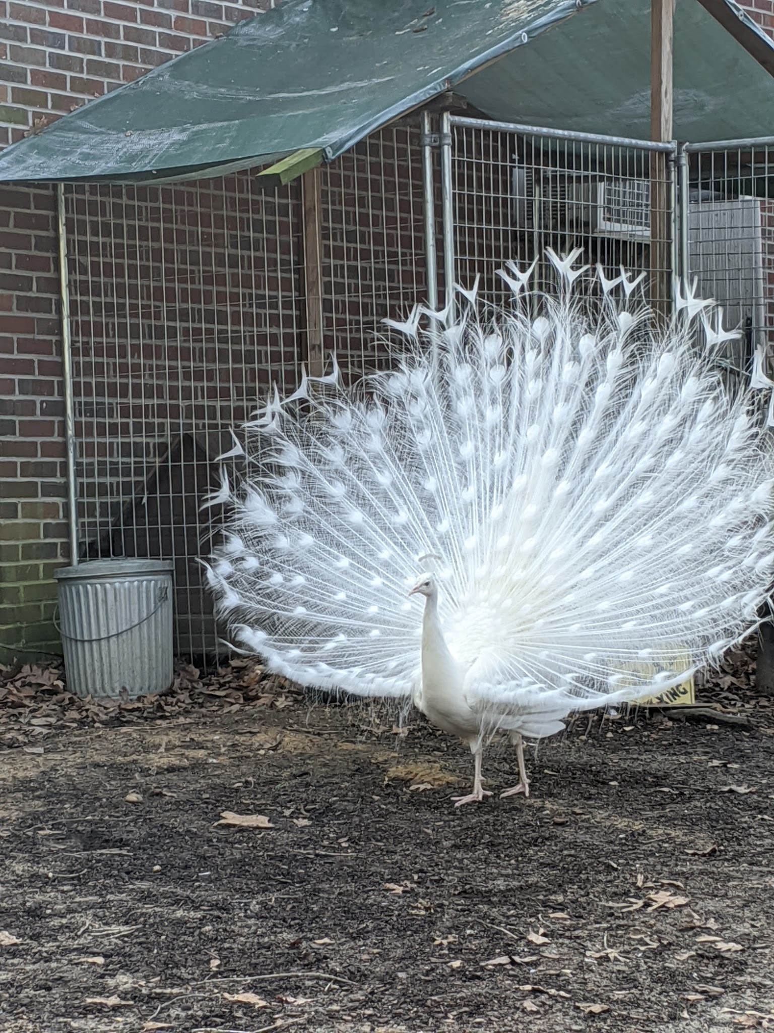 Animal Ed.ventures Sanctuary: Earth-Speak Park - Coats, NC