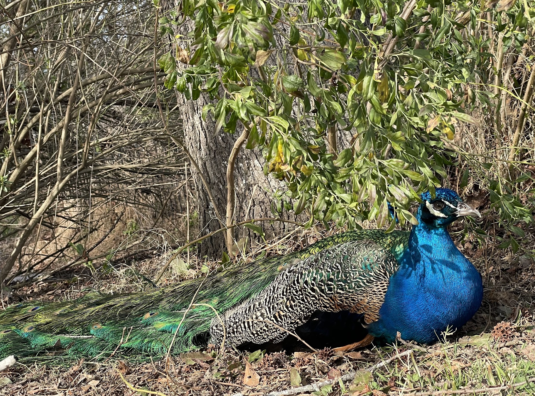 Animal Ed.ventures Sanctuary: Earth-Speak Park - Coats, NC
