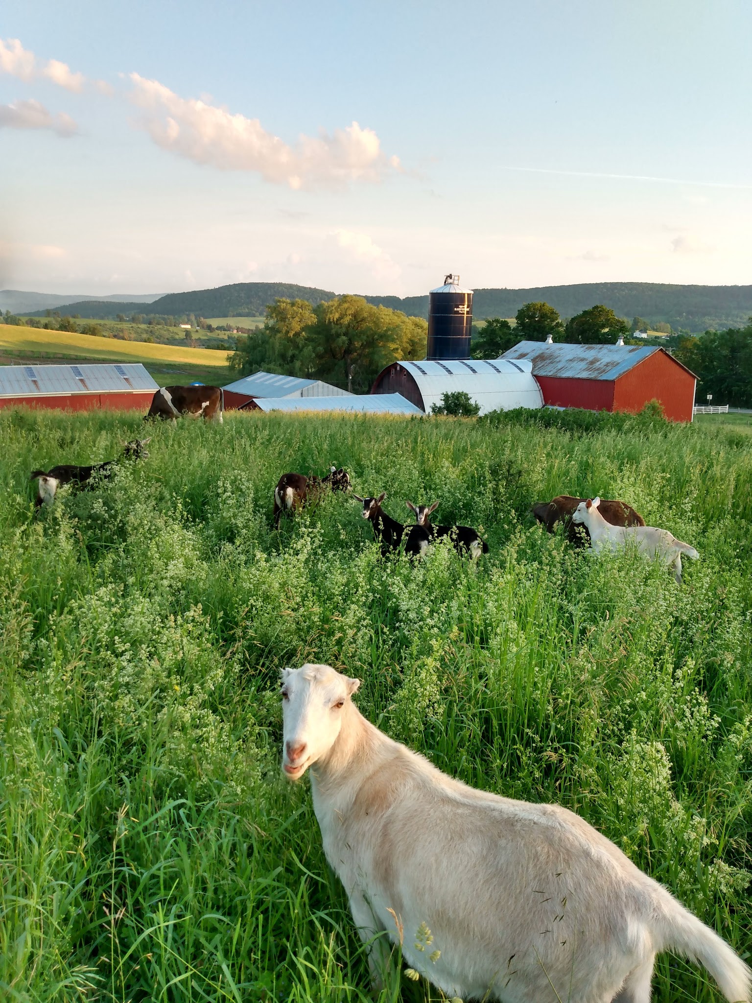 Empty Pockets Ranch LLC - Cobleskill, NY