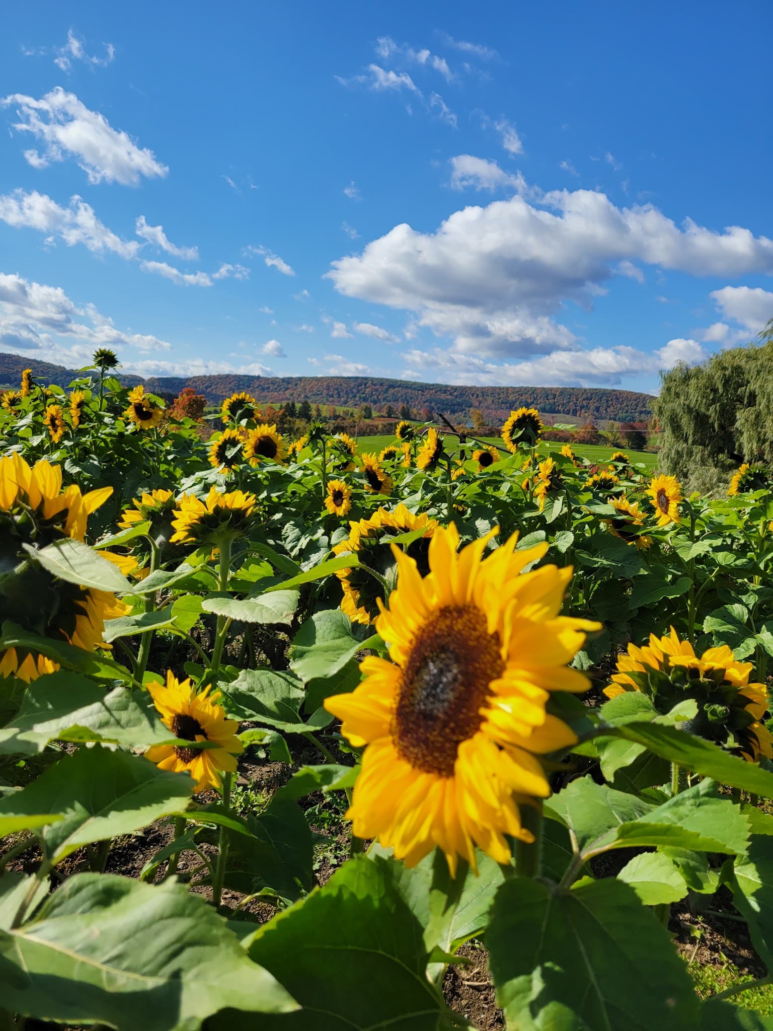 Empty Pockets Ranch LLC - Cobleskill, NY