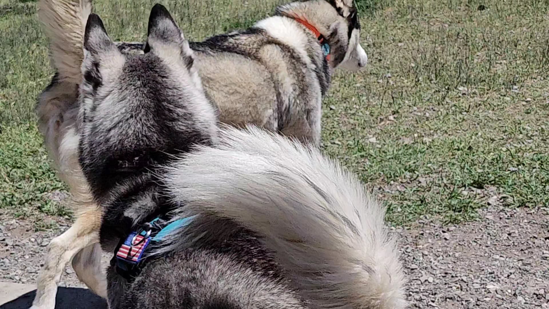 Beck Lake Dog Park - Cody, WY