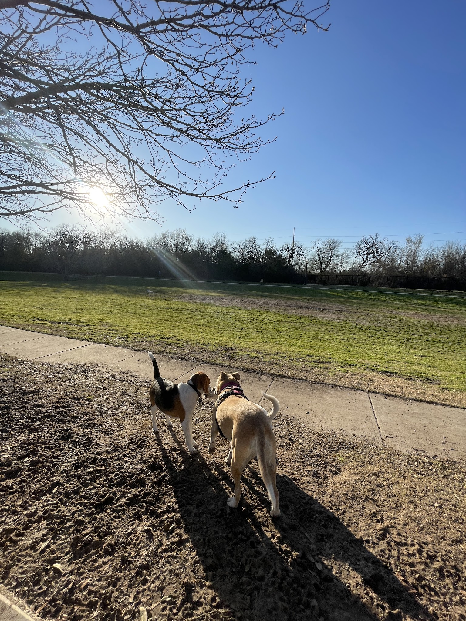 Steeplechase Dog Park - College Station, TX