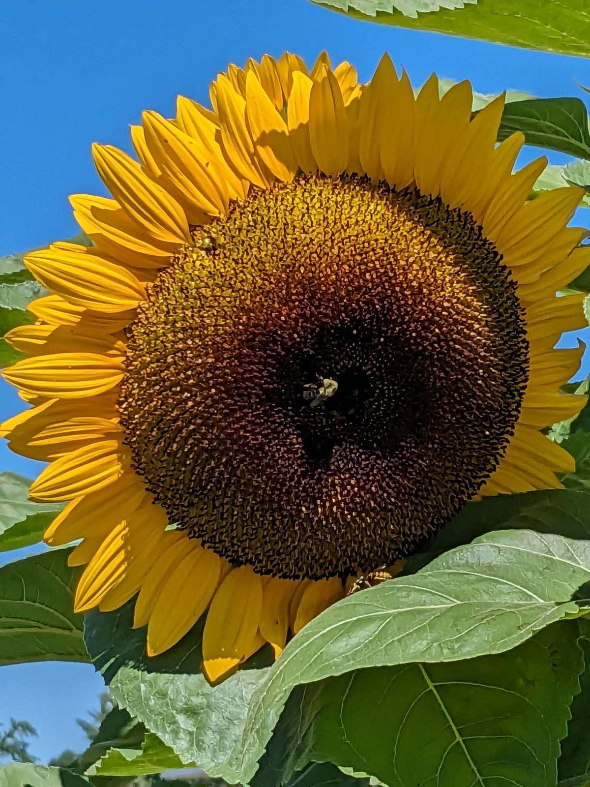 Town of Collins Park - Collins, NY