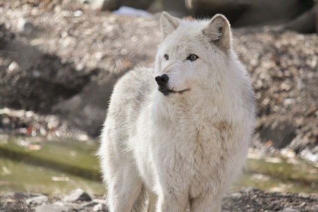 Lakota Wolf Preserve - Columbia, NJ