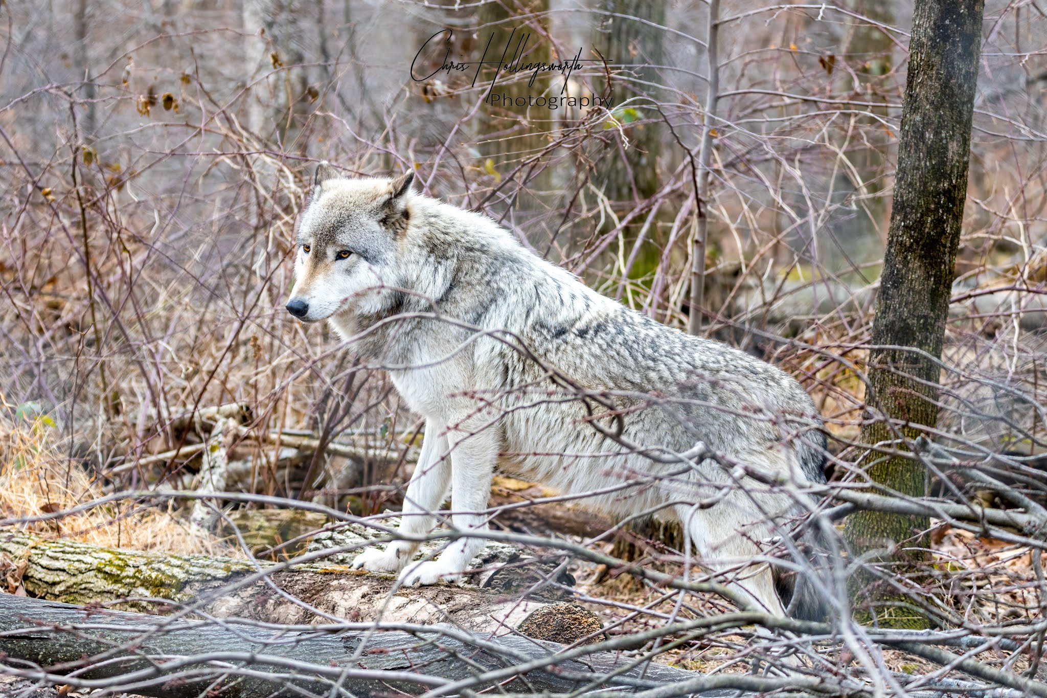 Lakota Wolf Preserve - Columbia, NJ