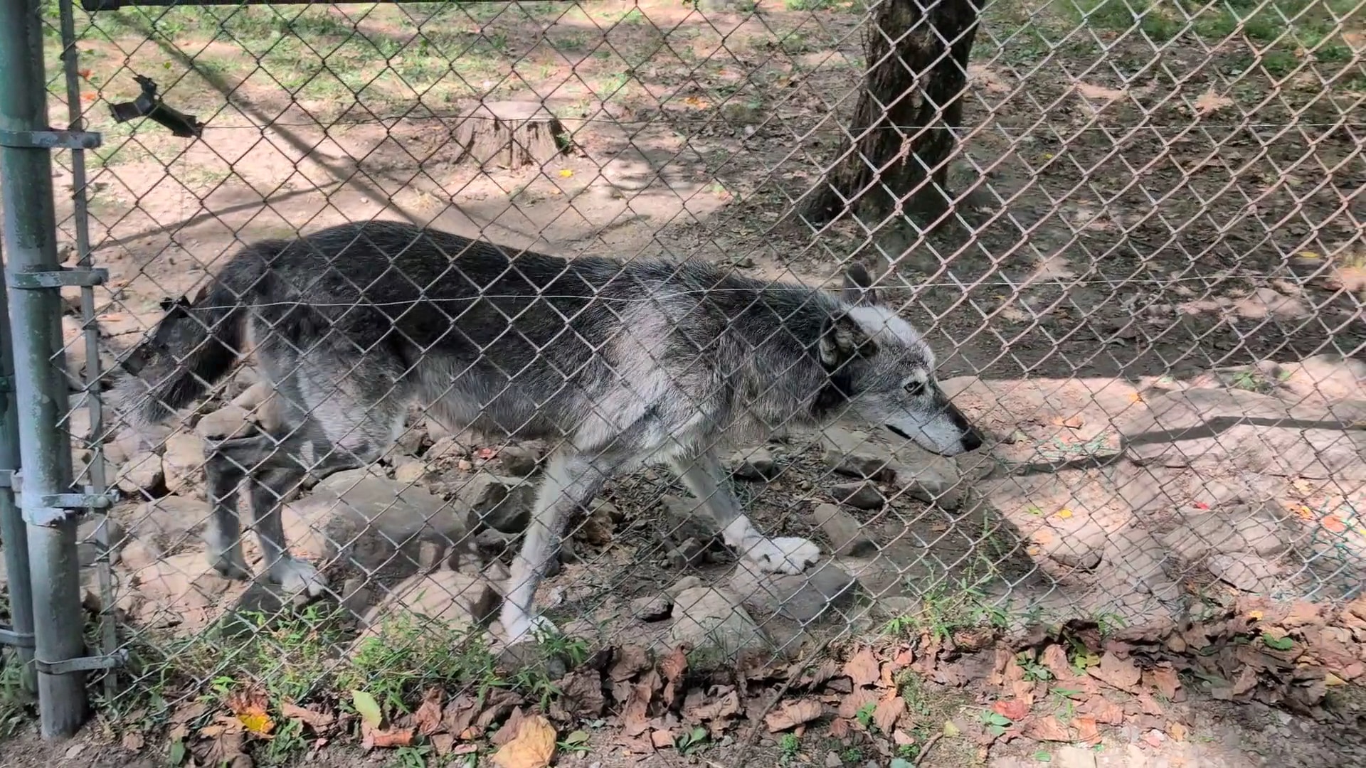 Lakota Wolf Preserve - Columbia, NJ