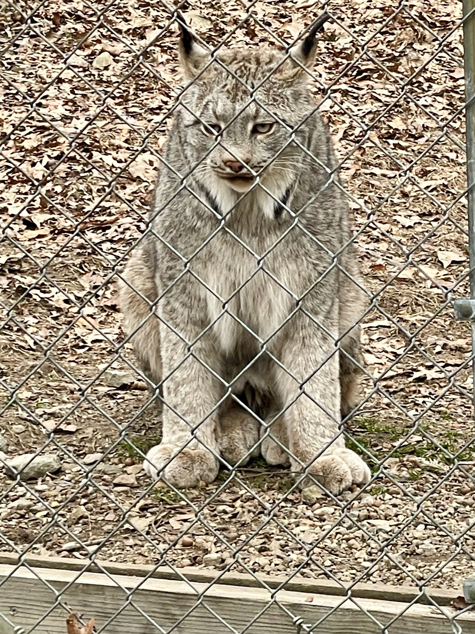 Lakota Wolf Preserve - Columbia, NJ