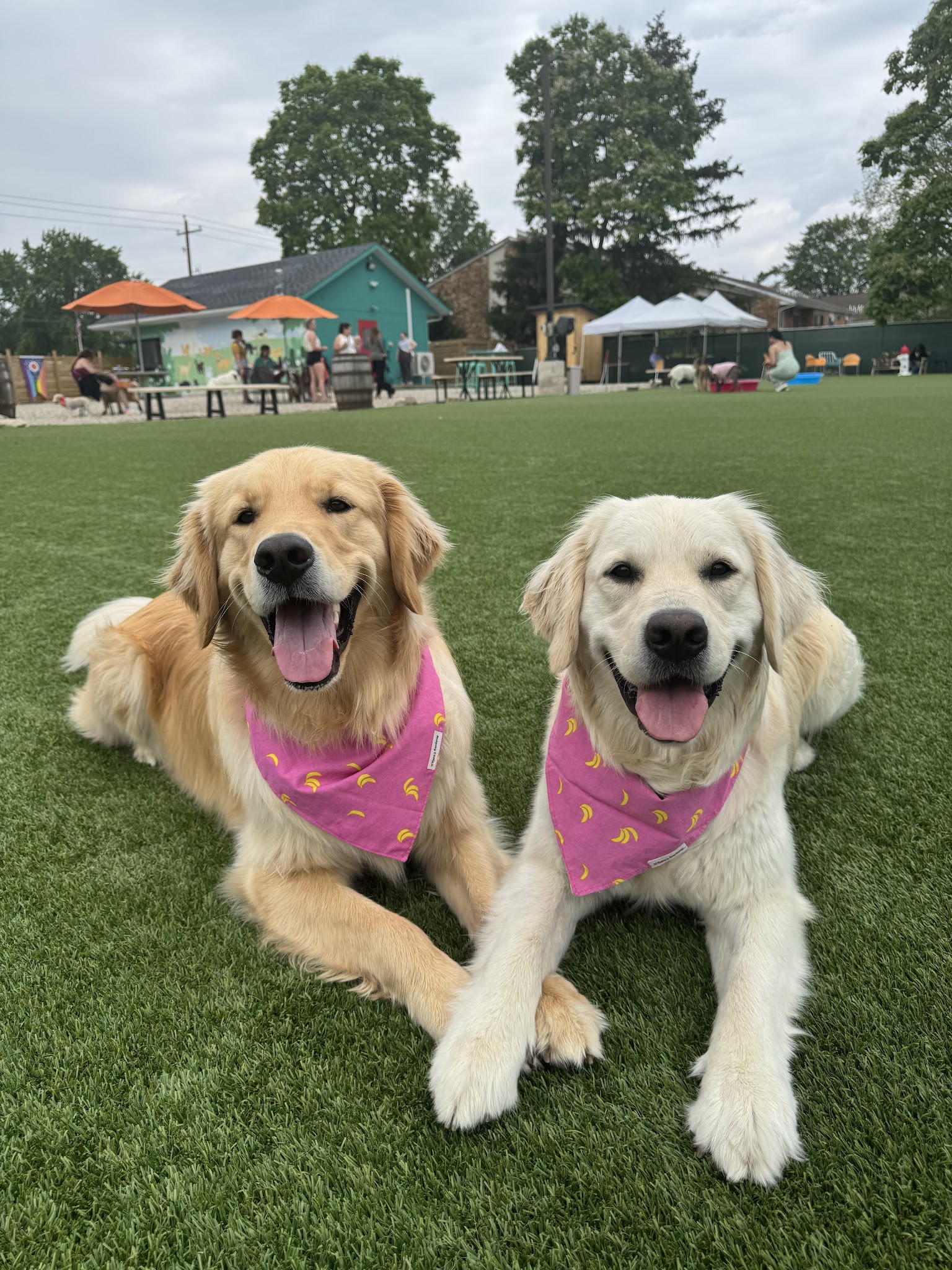 Bumble's Backyard - Columbus, OH