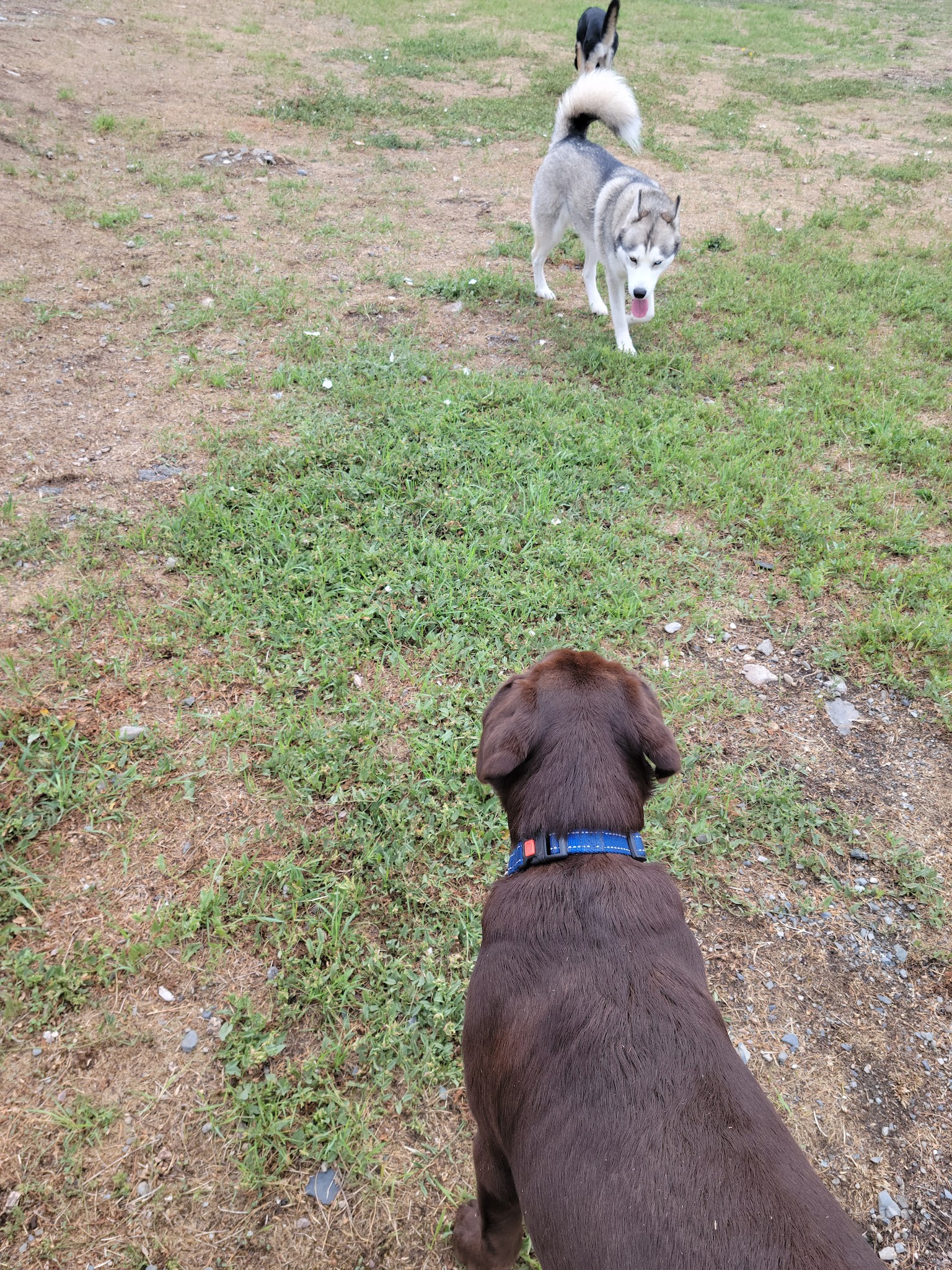Happy Tails Dog Park - Colville, WA