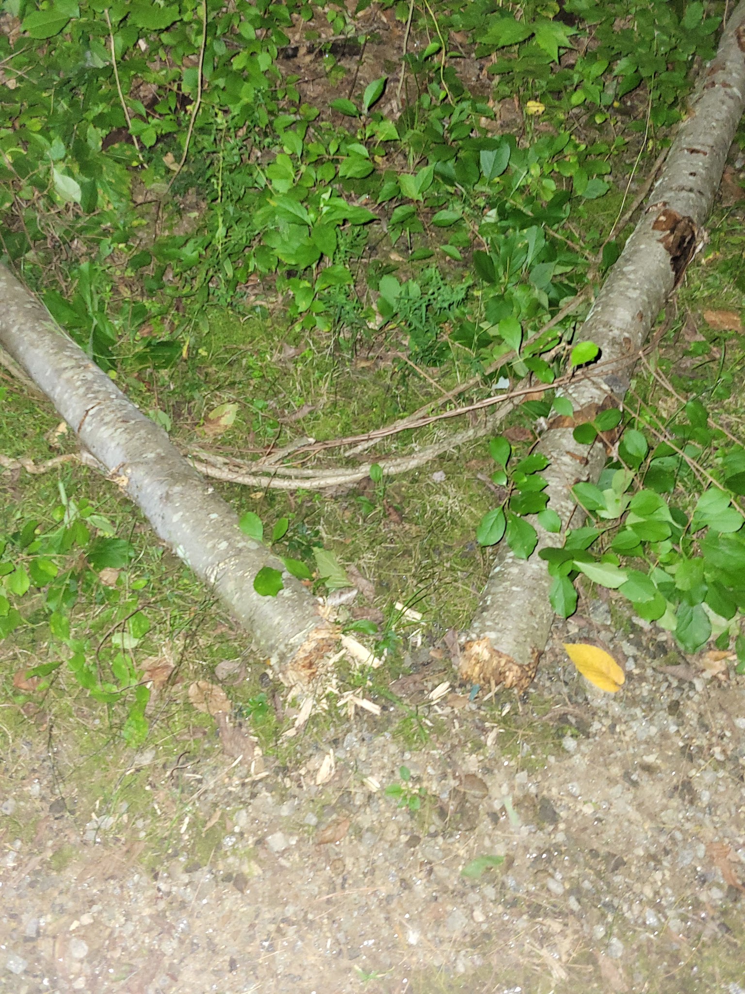 Silk Farm Road Trails - Concord, NH