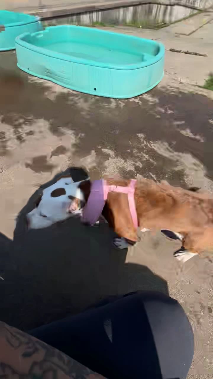 Conklin "Raceway" Dog Park - Conklin, NY