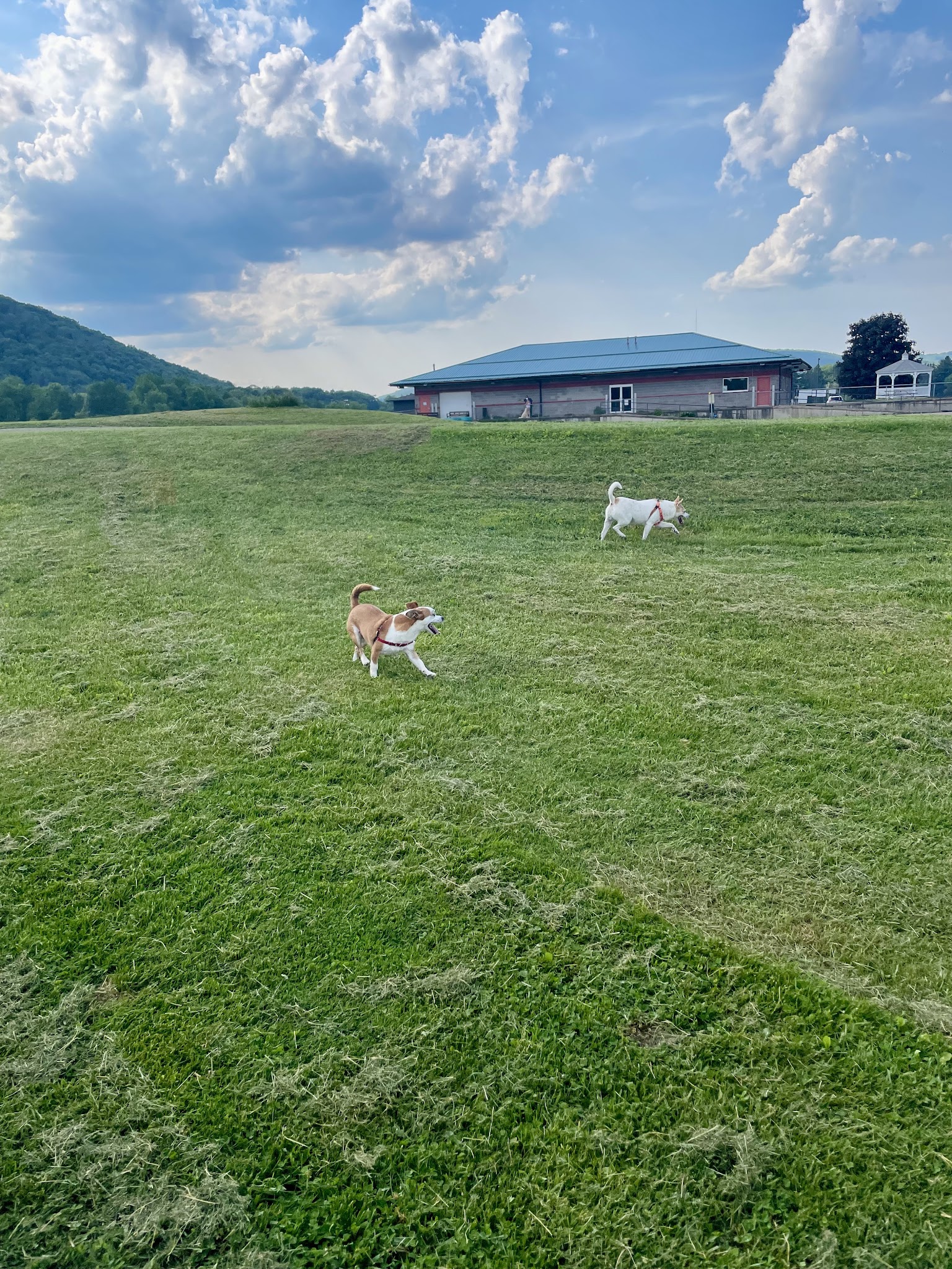 Conklin "Raceway" Dog Park - Conklin, NY