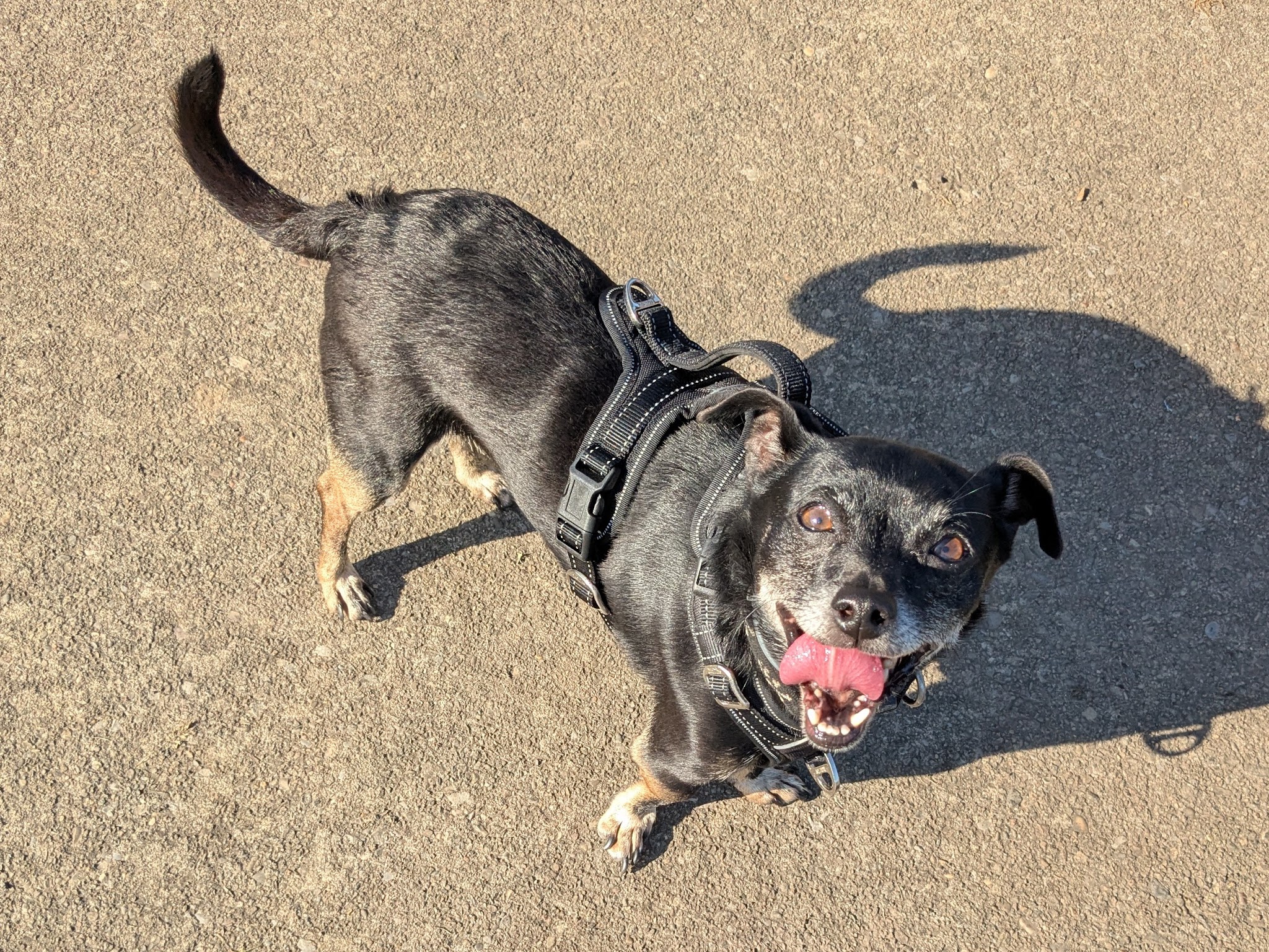 Conklin "Raceway" Dog Park - Conklin, NY