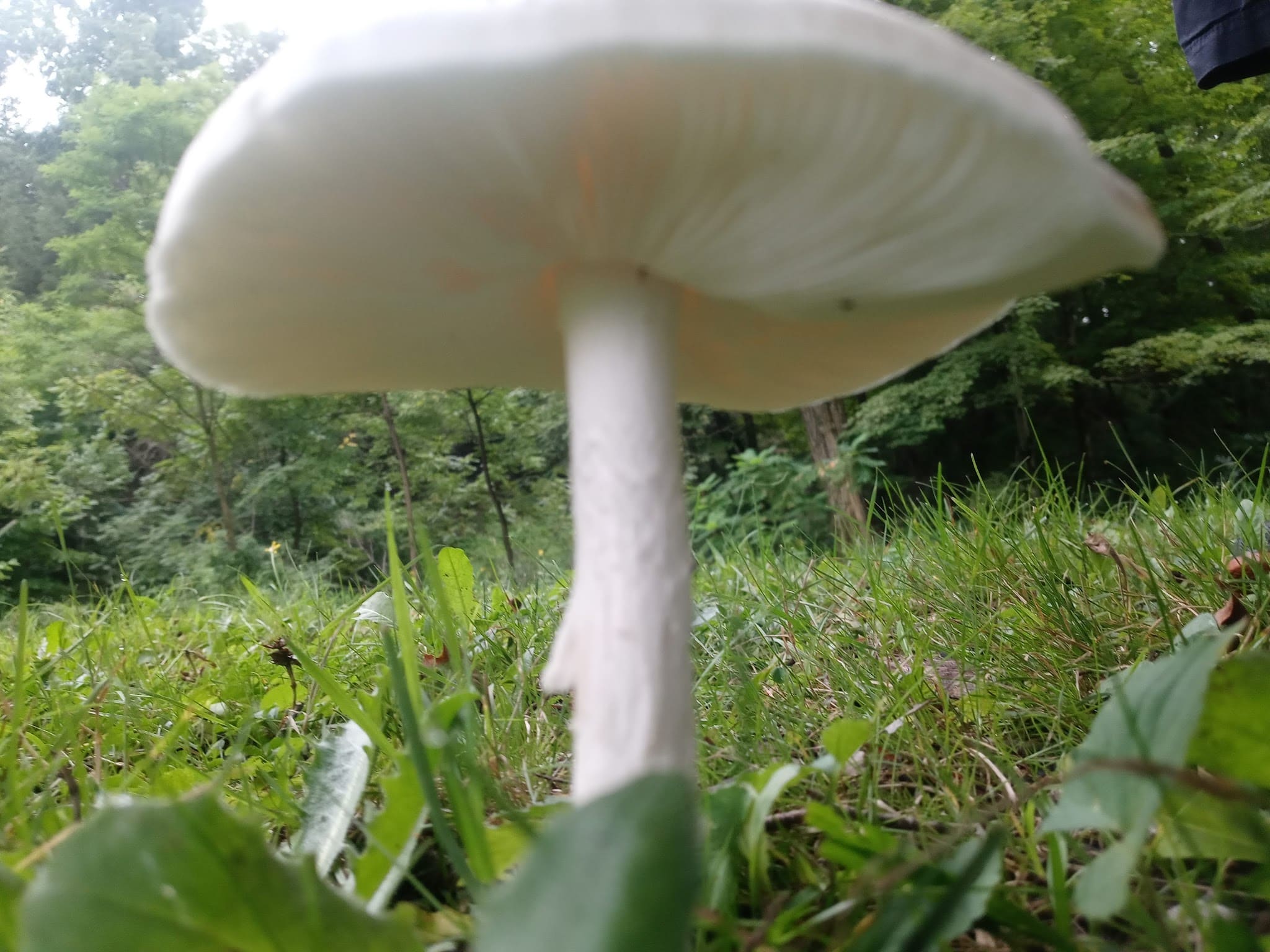 Gibson Park - Conneaut Lake, PA