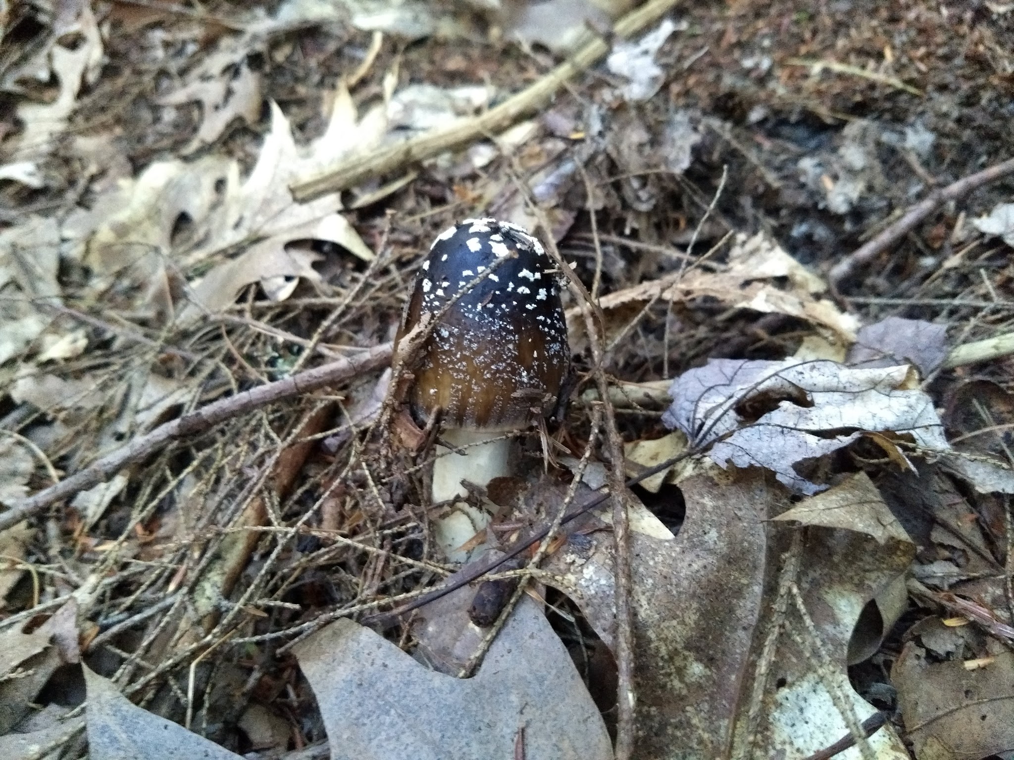 Fairy Springs Park - Cooperstown, NY