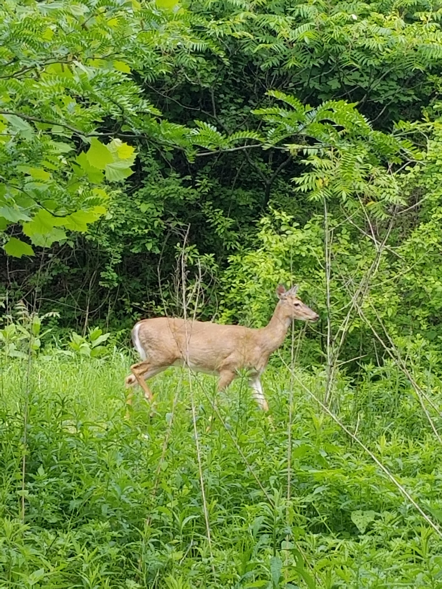 Ironton Rail-Trail - Coplay, PA