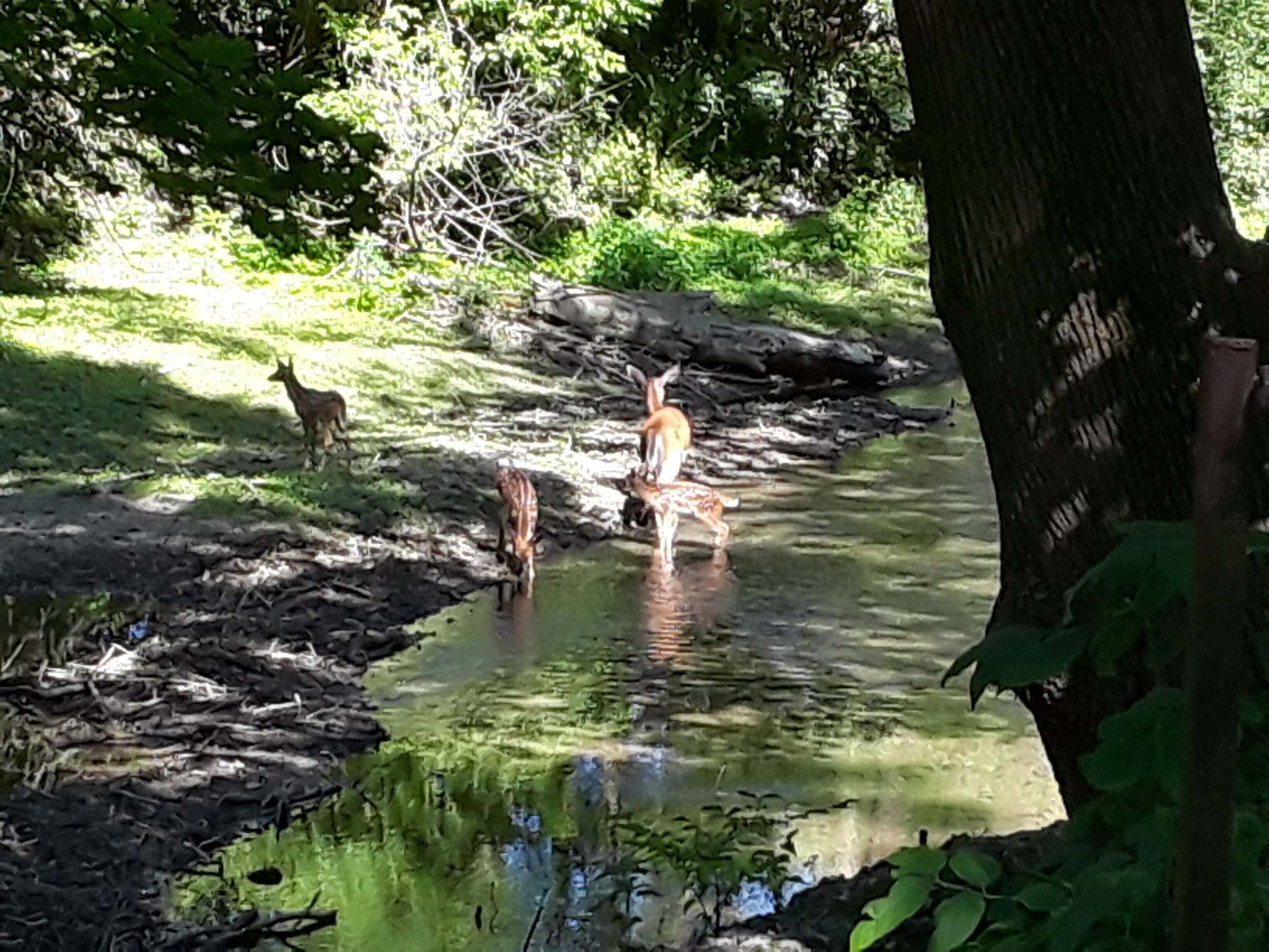 Ironton Rail Trail Parking - Coplay, PA
