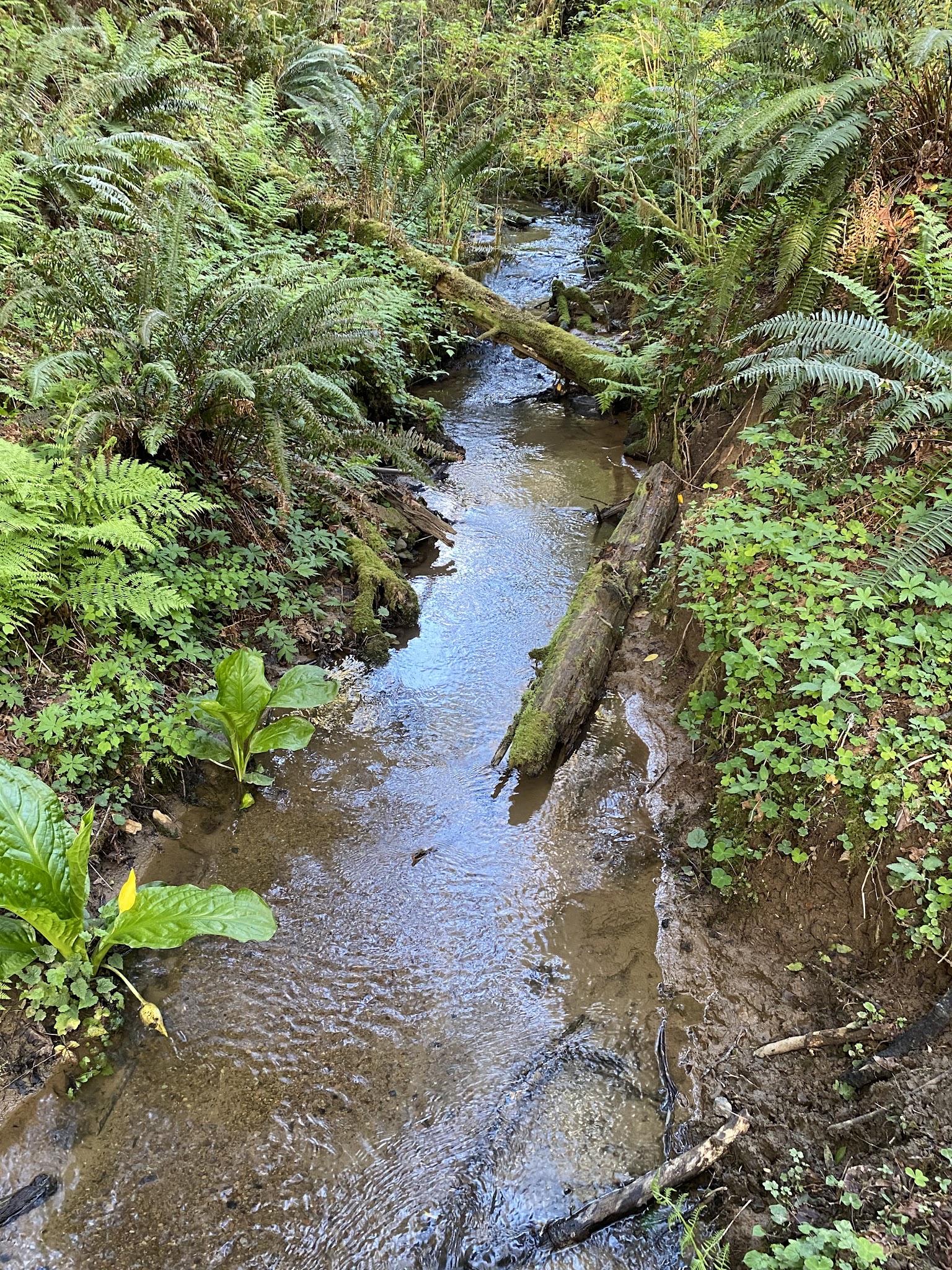 Hundred Acre Woods - Coquille, OR