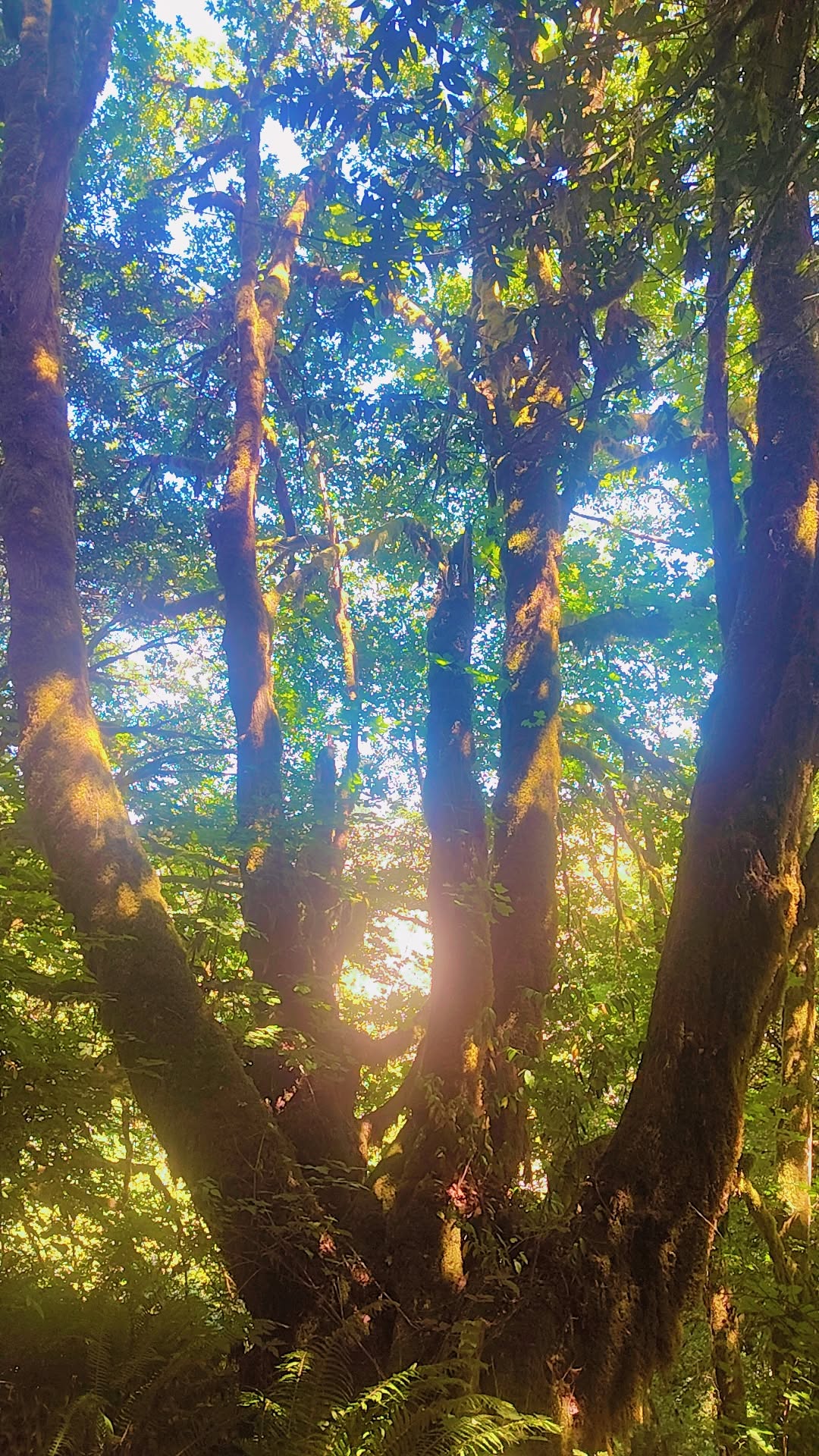 Hundred Acre Woods - Coquille, OR