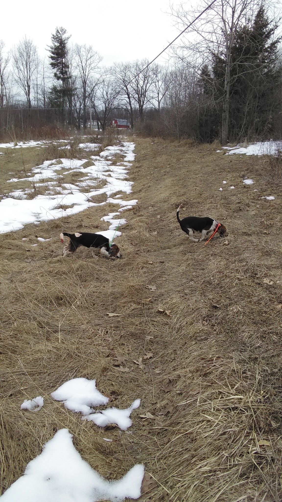 Corning Beagle Club - Corning, NY