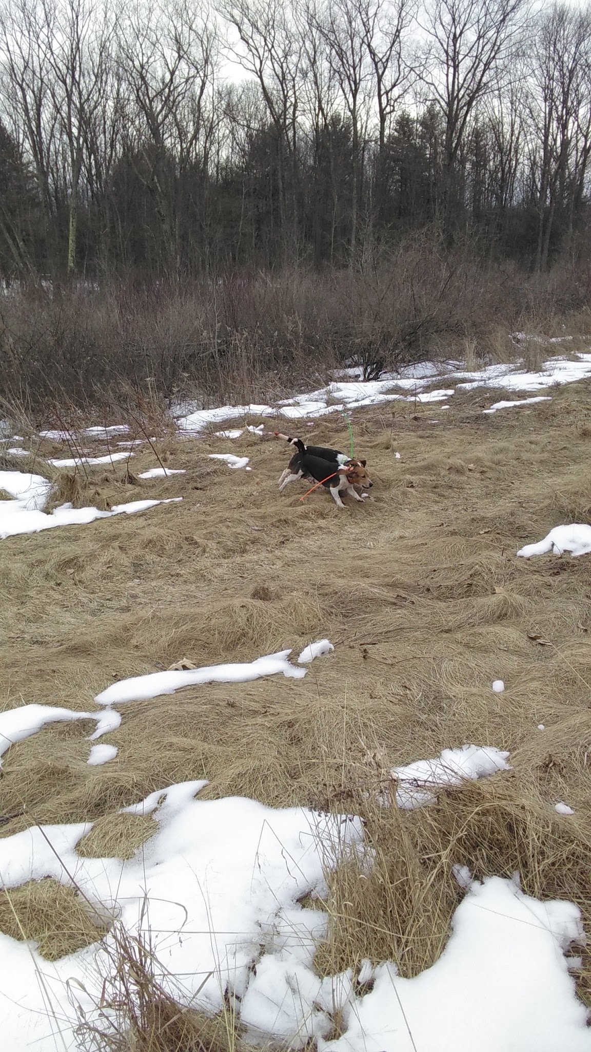 Corning Beagle Club - Corning, NY