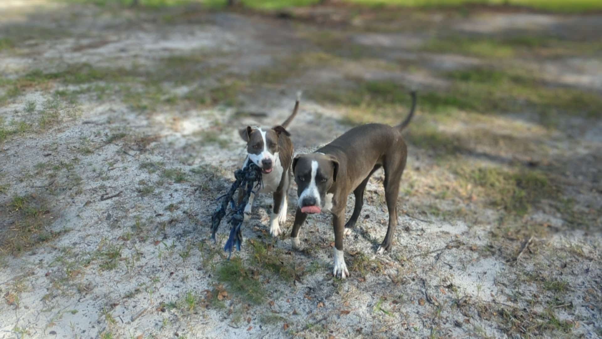 Happy Tails Daycare & Pet Resort - Corning, NY