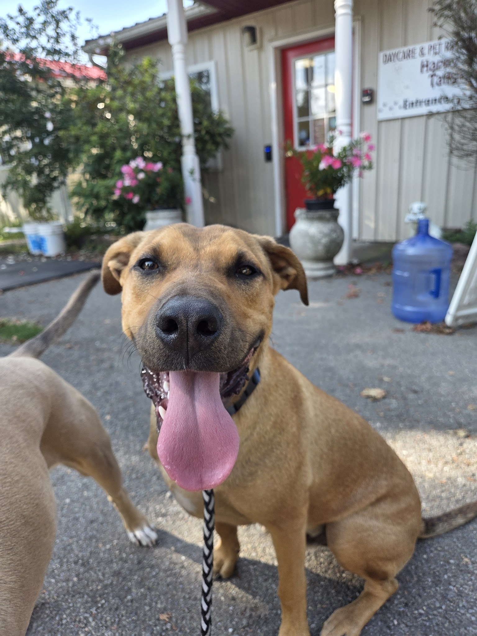 Happy Tails Daycare & Pet Resort - Corning, NY