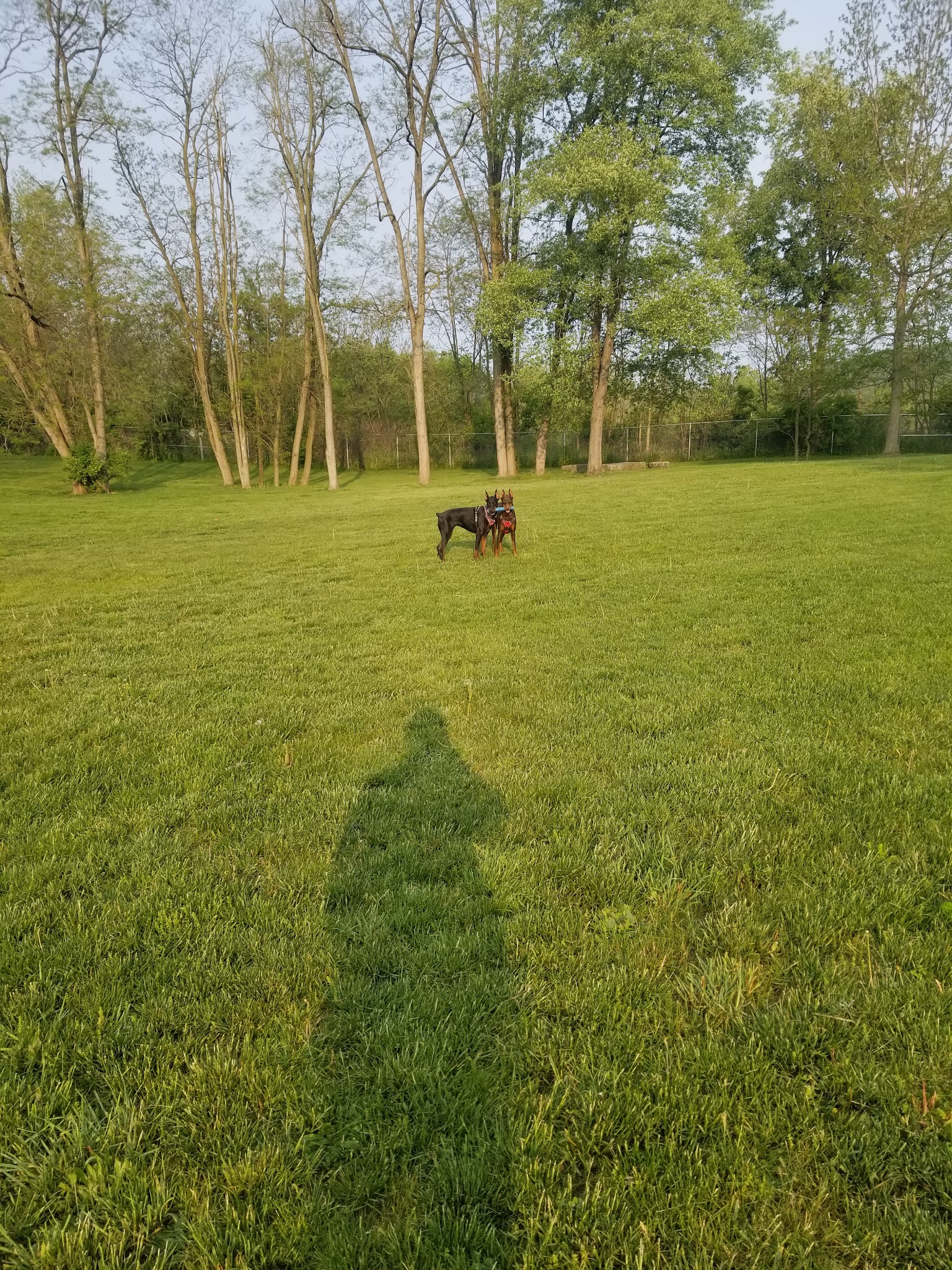 Happy Tails Daycare & Pet Resort - Corning, NY