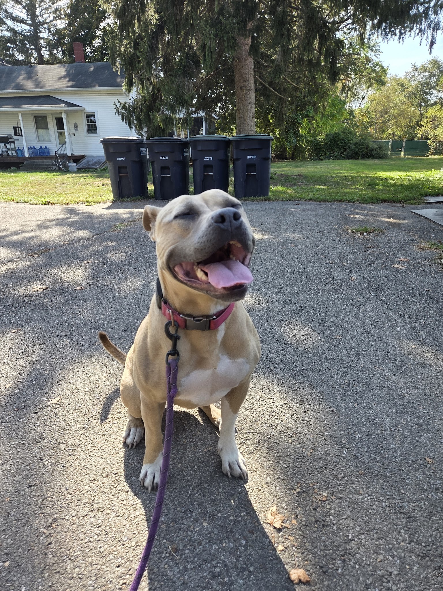 Happy Tails Daycare & Pet Resort - Corning, NY