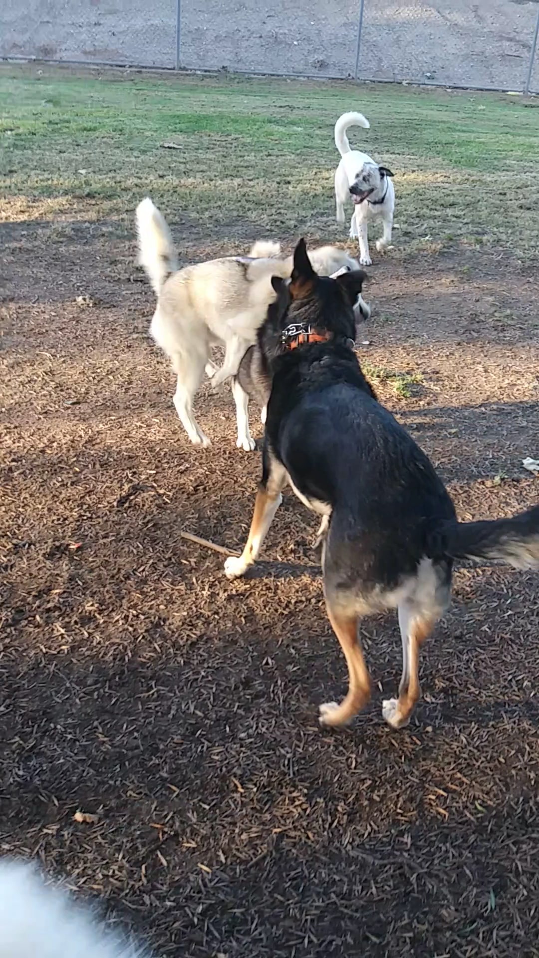 Corona Dog Park - Corona, CA