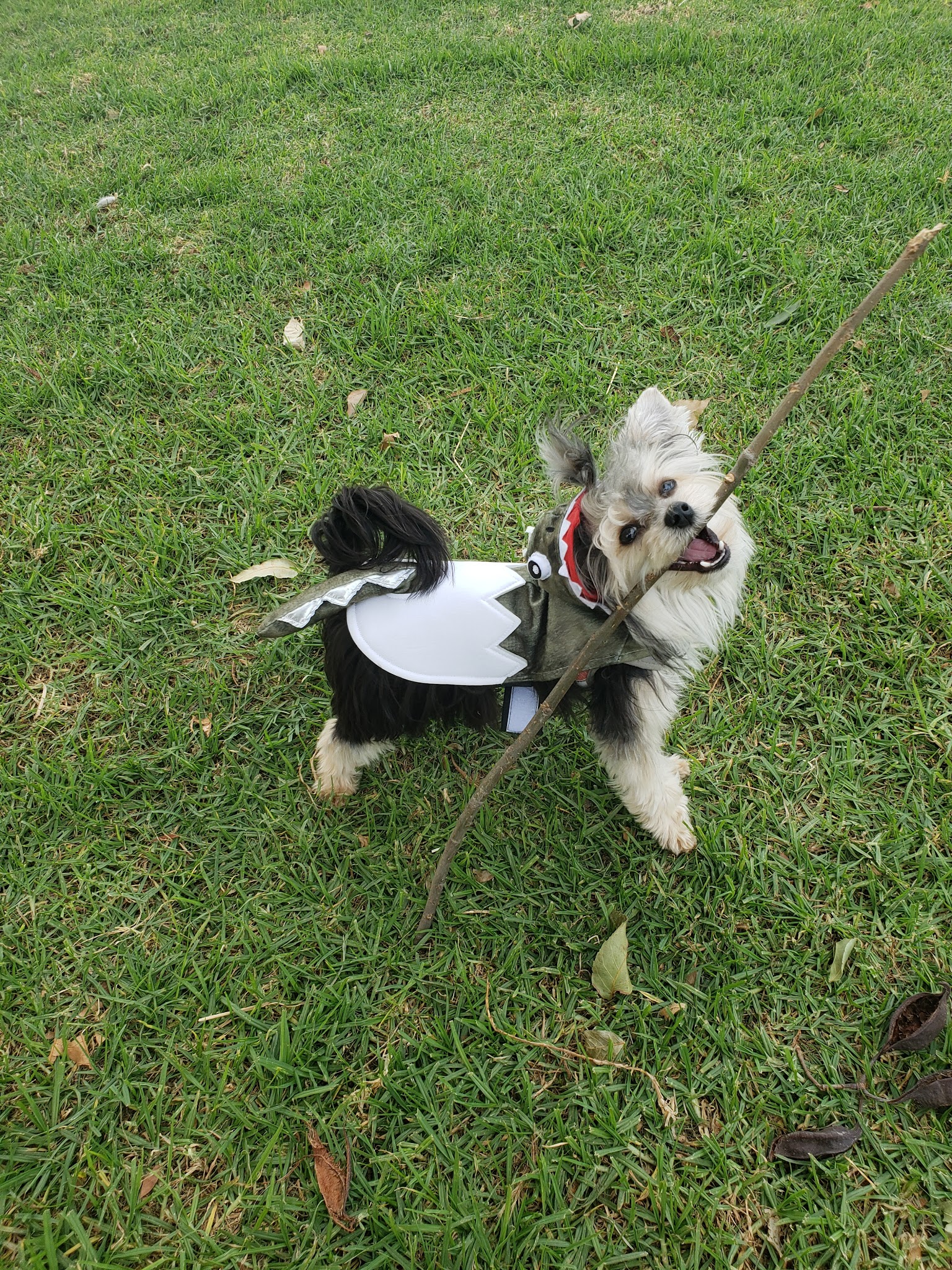 Corona Dog Park - Corona, CA