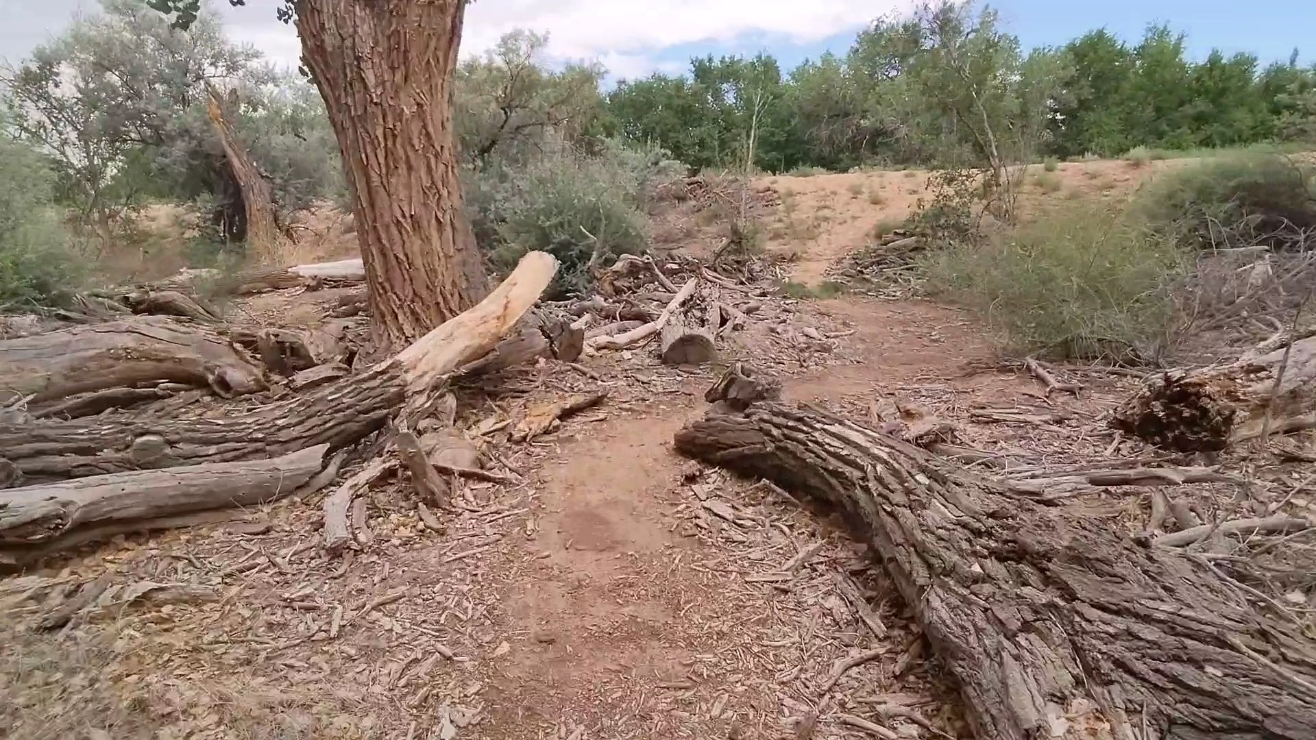 Rio Rancho/Corrales Bosque Preserve - Corrales, NM