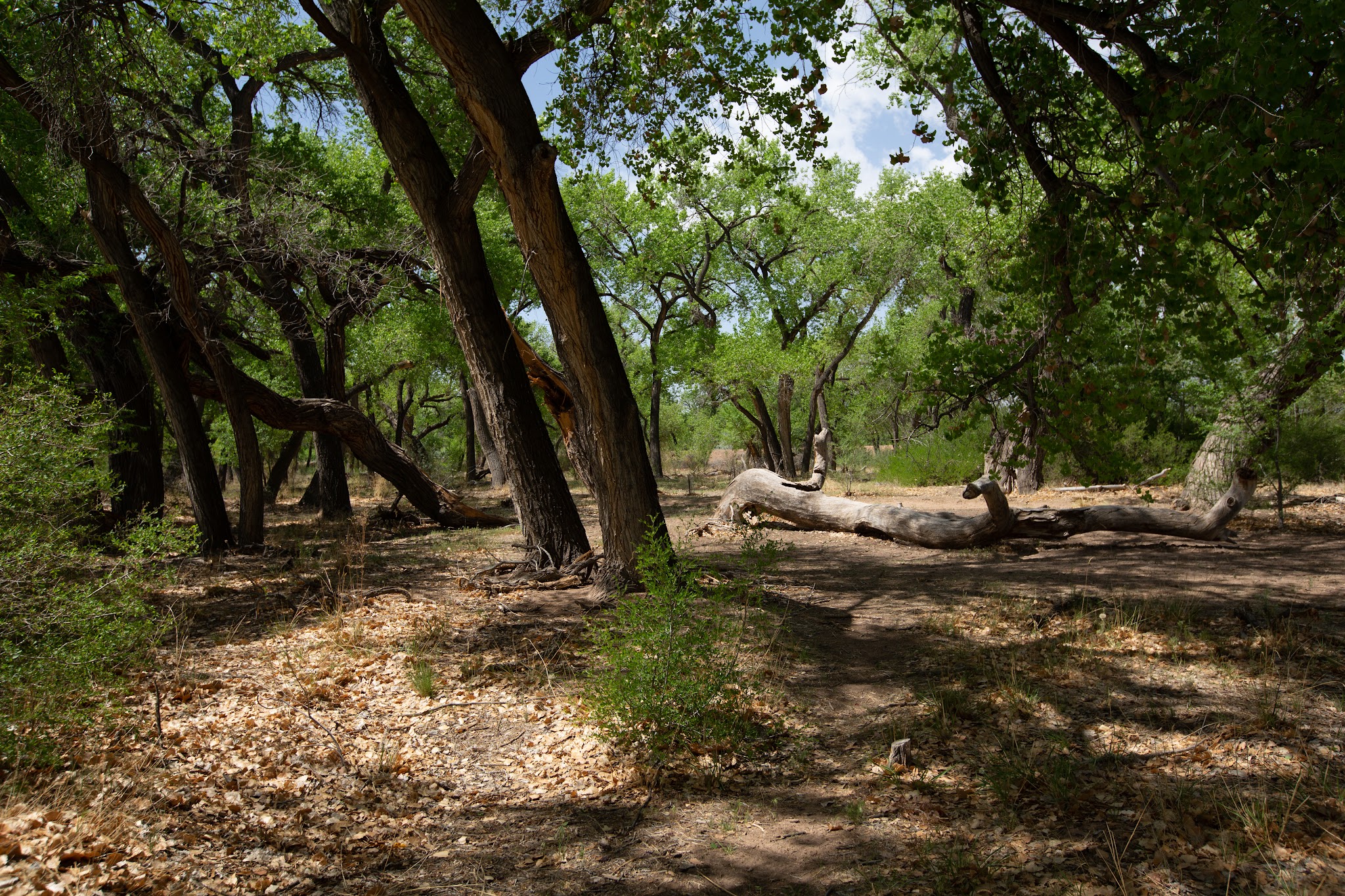 Rio Rancho/Corrales Bosque Preserve - Corrales, NM