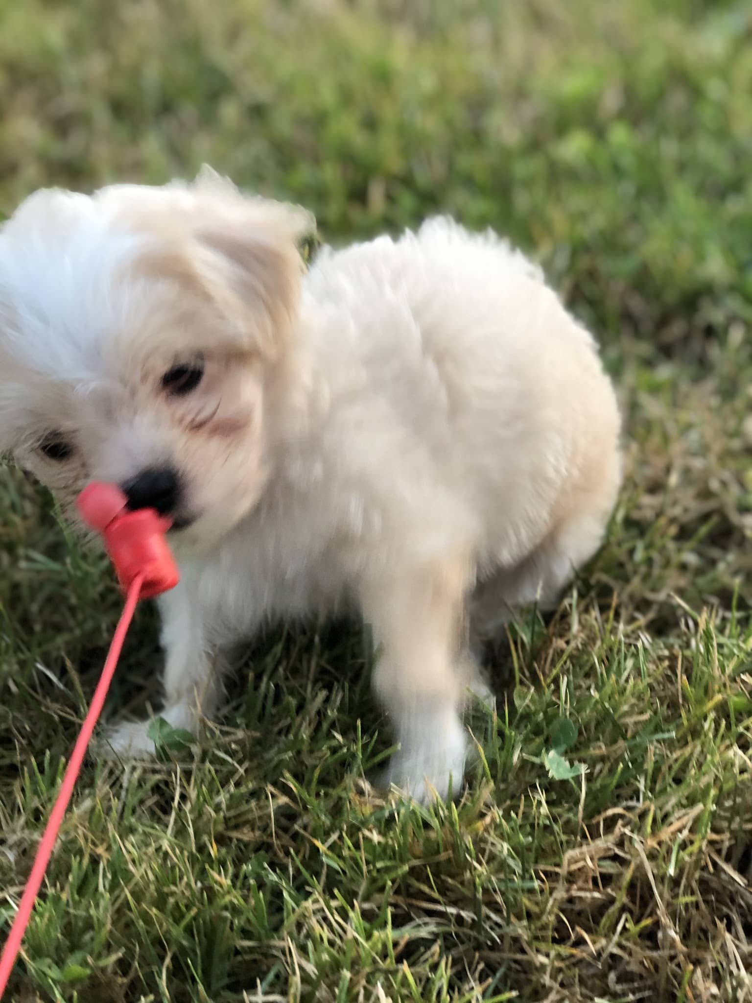 Dexter Park - Cortland, NY