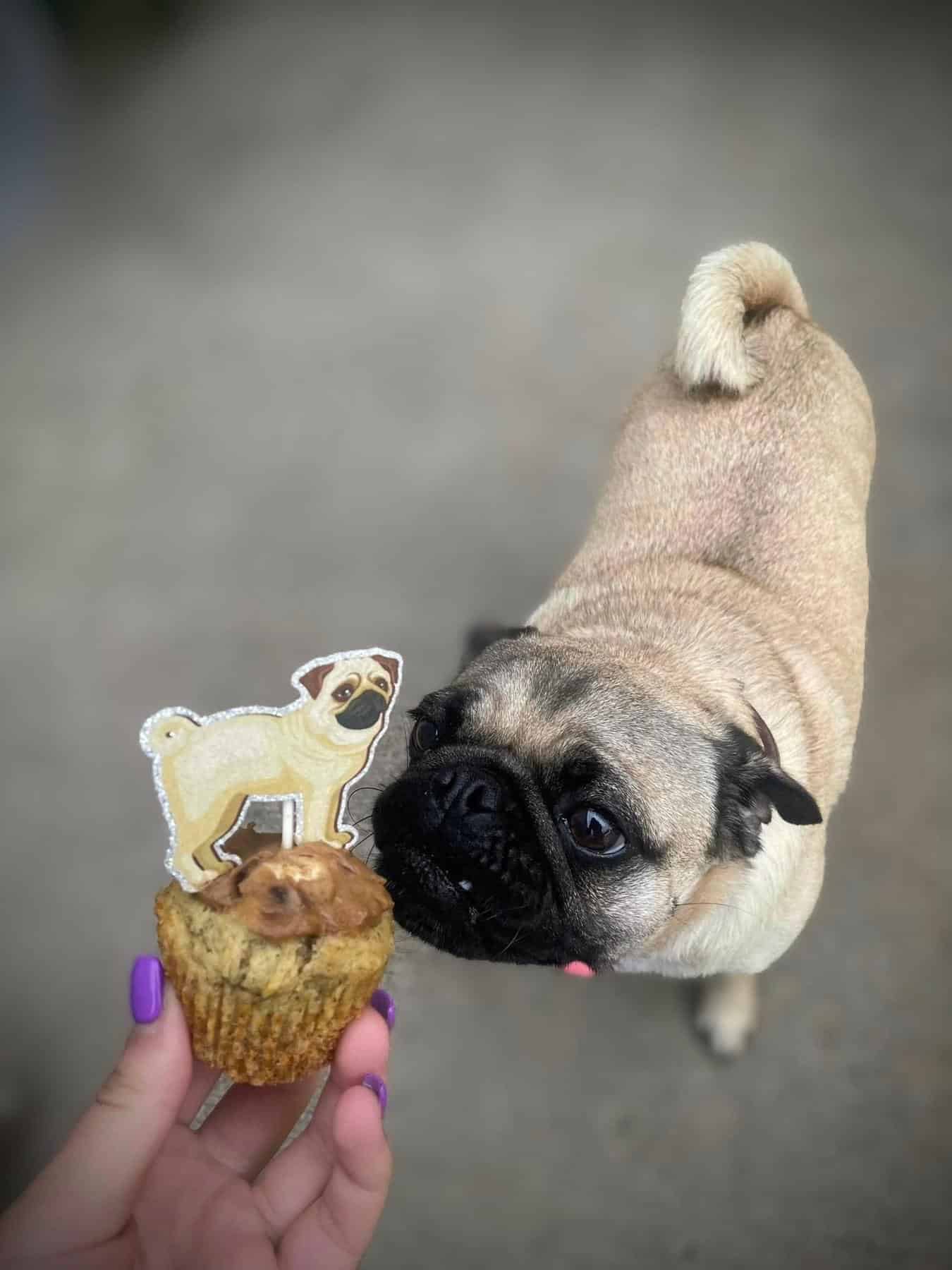 The Canine Barkyard - Cortland, NY