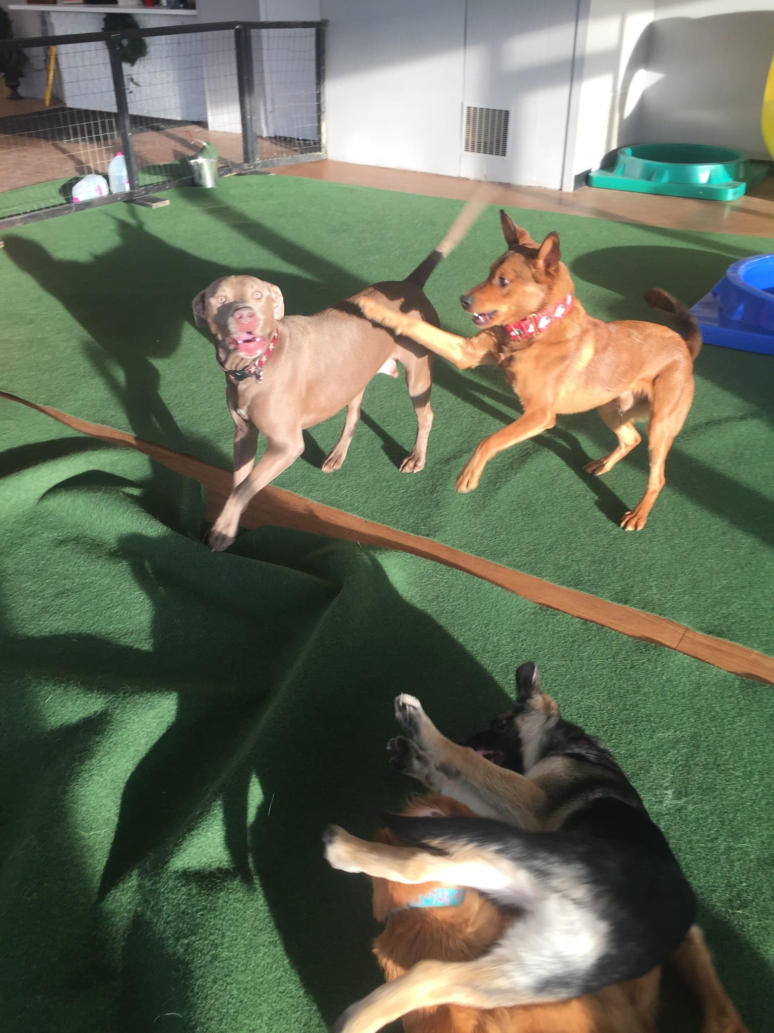 The Canine Barkyard - Cortland, NY