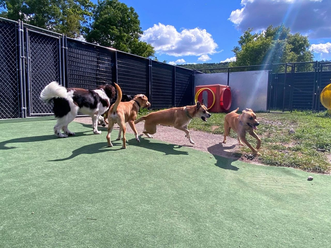 The Canine Barkyard - Cortland, NY