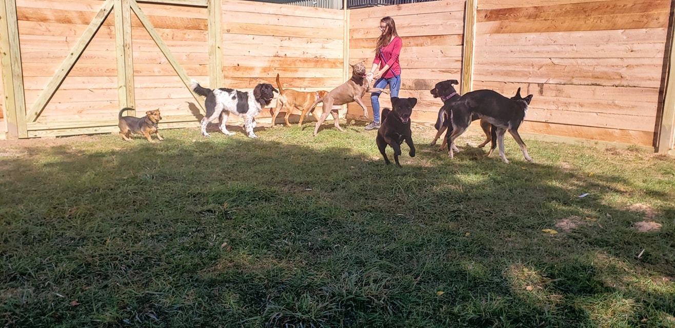 The Canine Barkyard - Cortland, NY