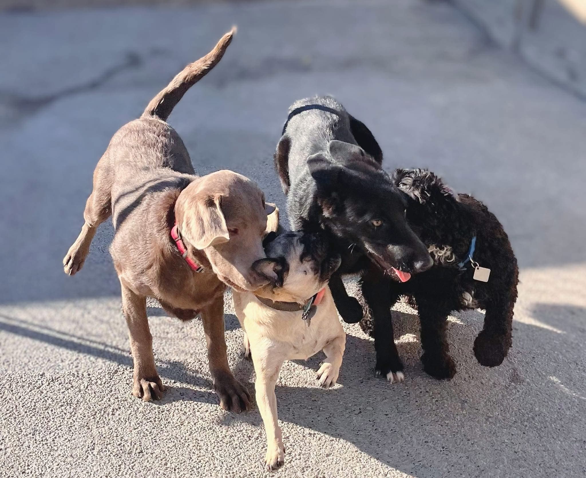 The Canine Barkyard - Cortland, NY