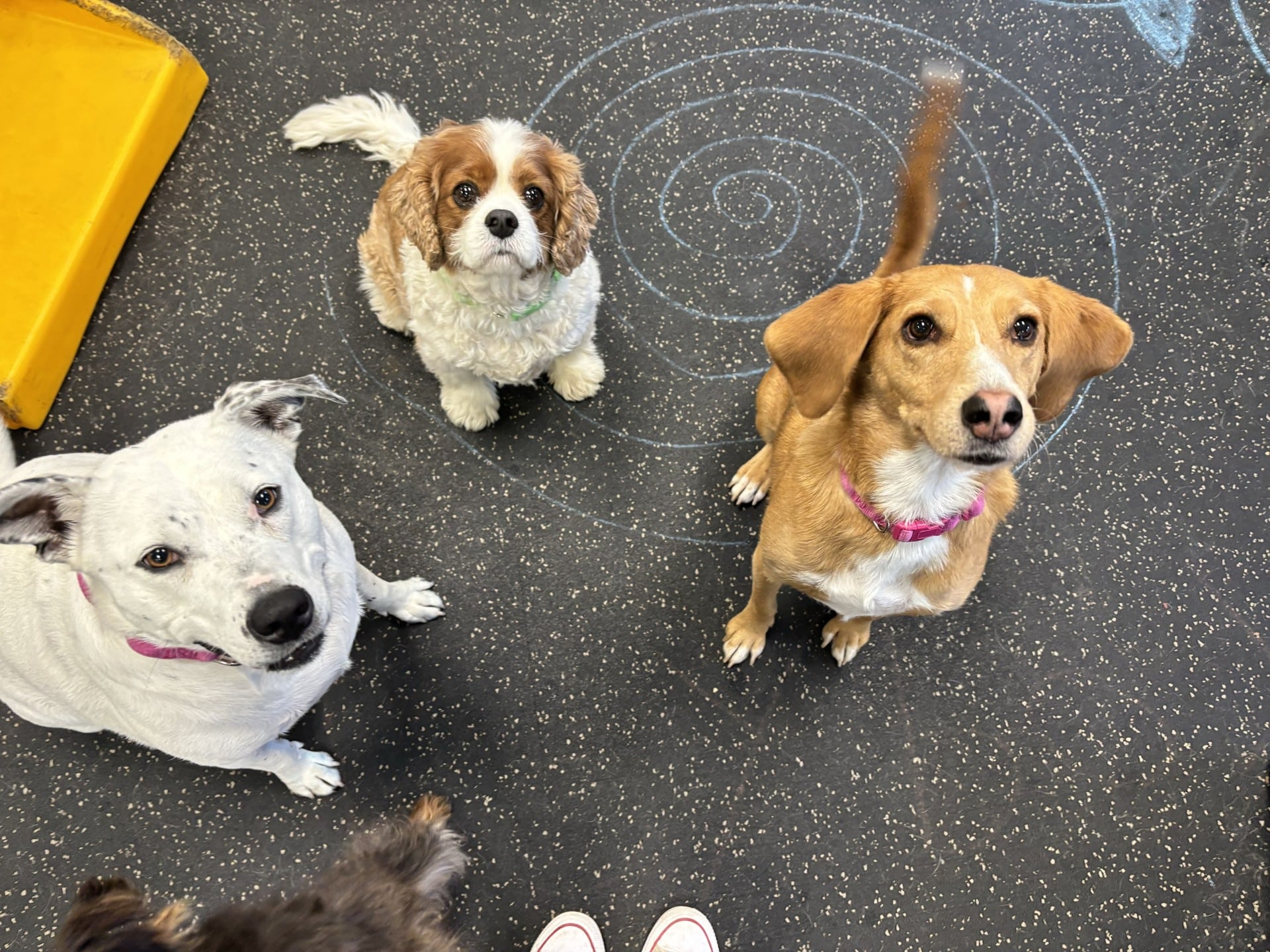 Dogtopia of Yorktown - Cortlandt, NY