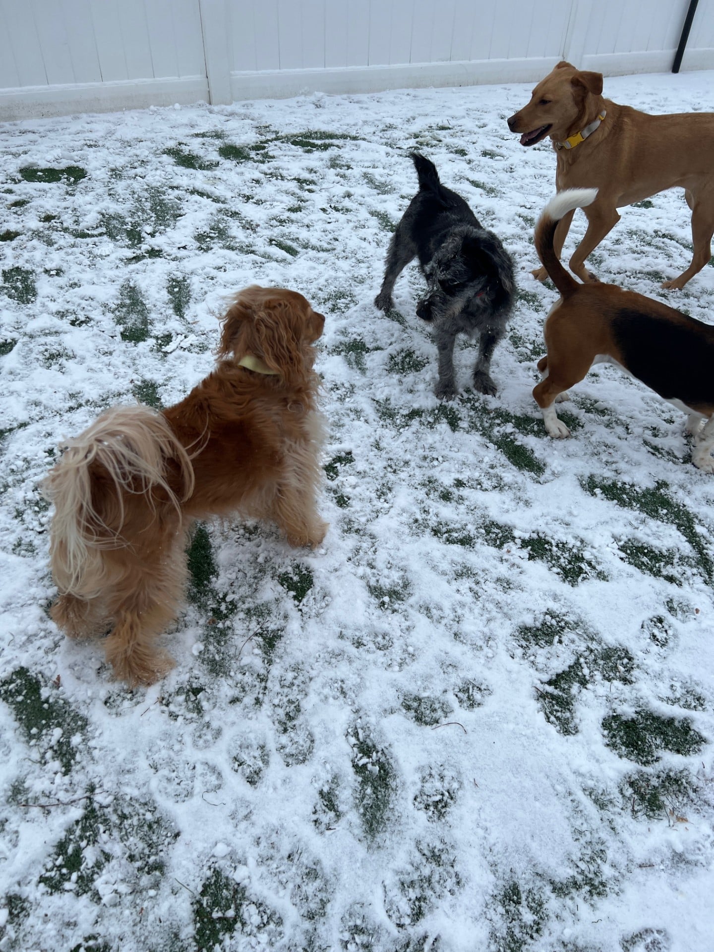 Dogtopia of Yorktown - Cortlandt, NY