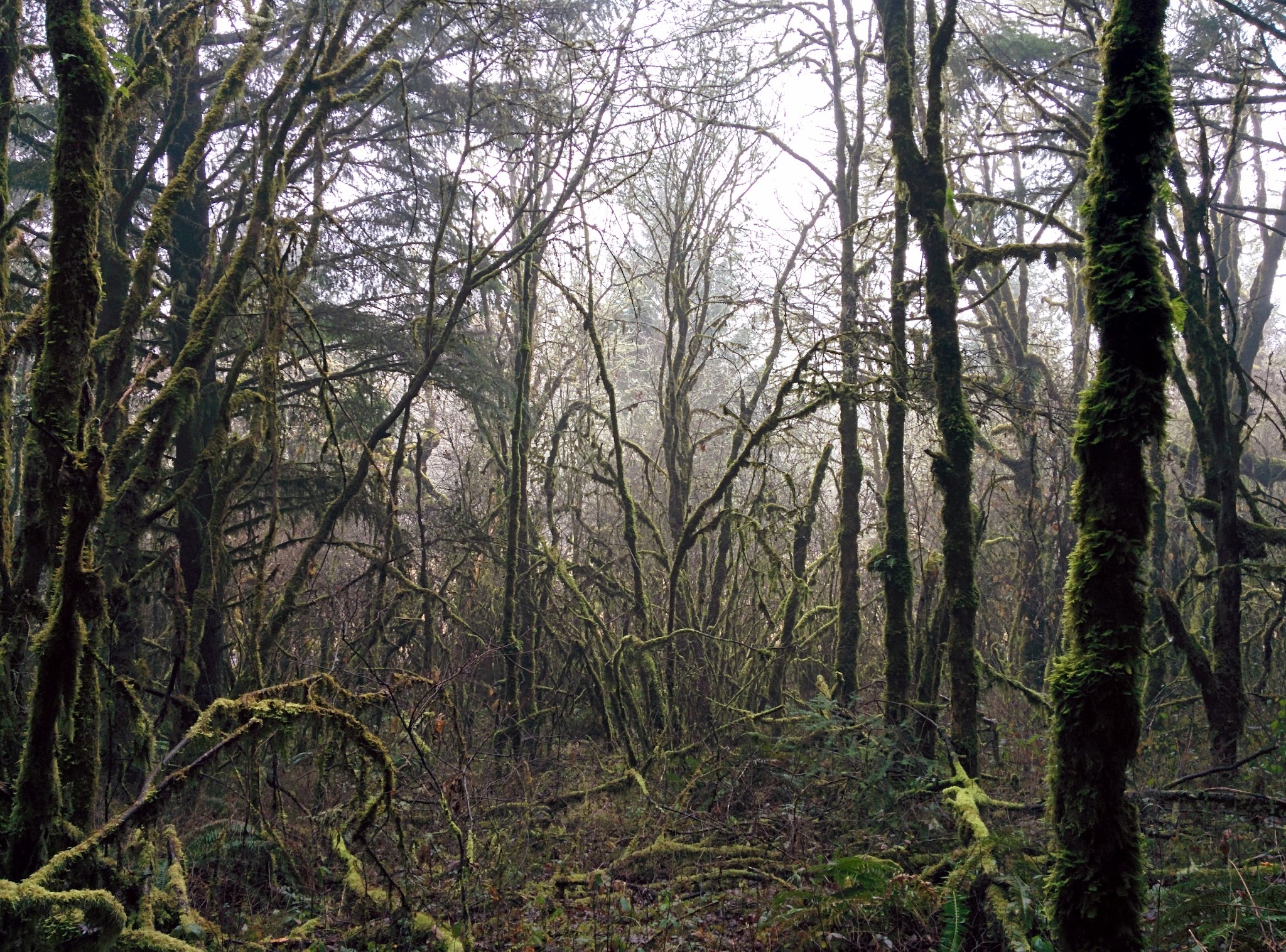 Off-Leash Dog Area - Corvallis, OR