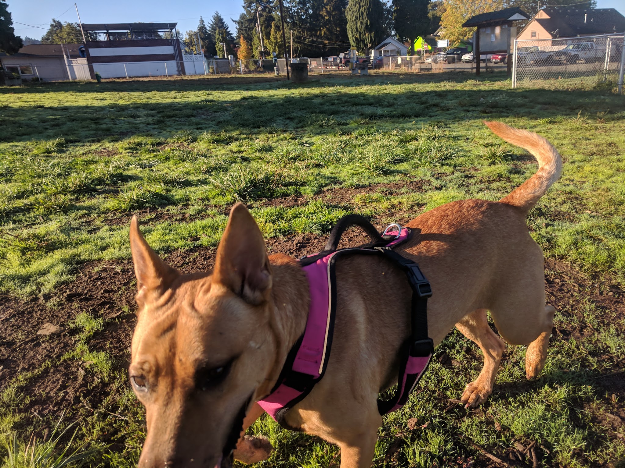 Lulu's Dog Park - Cottage Grove, OR