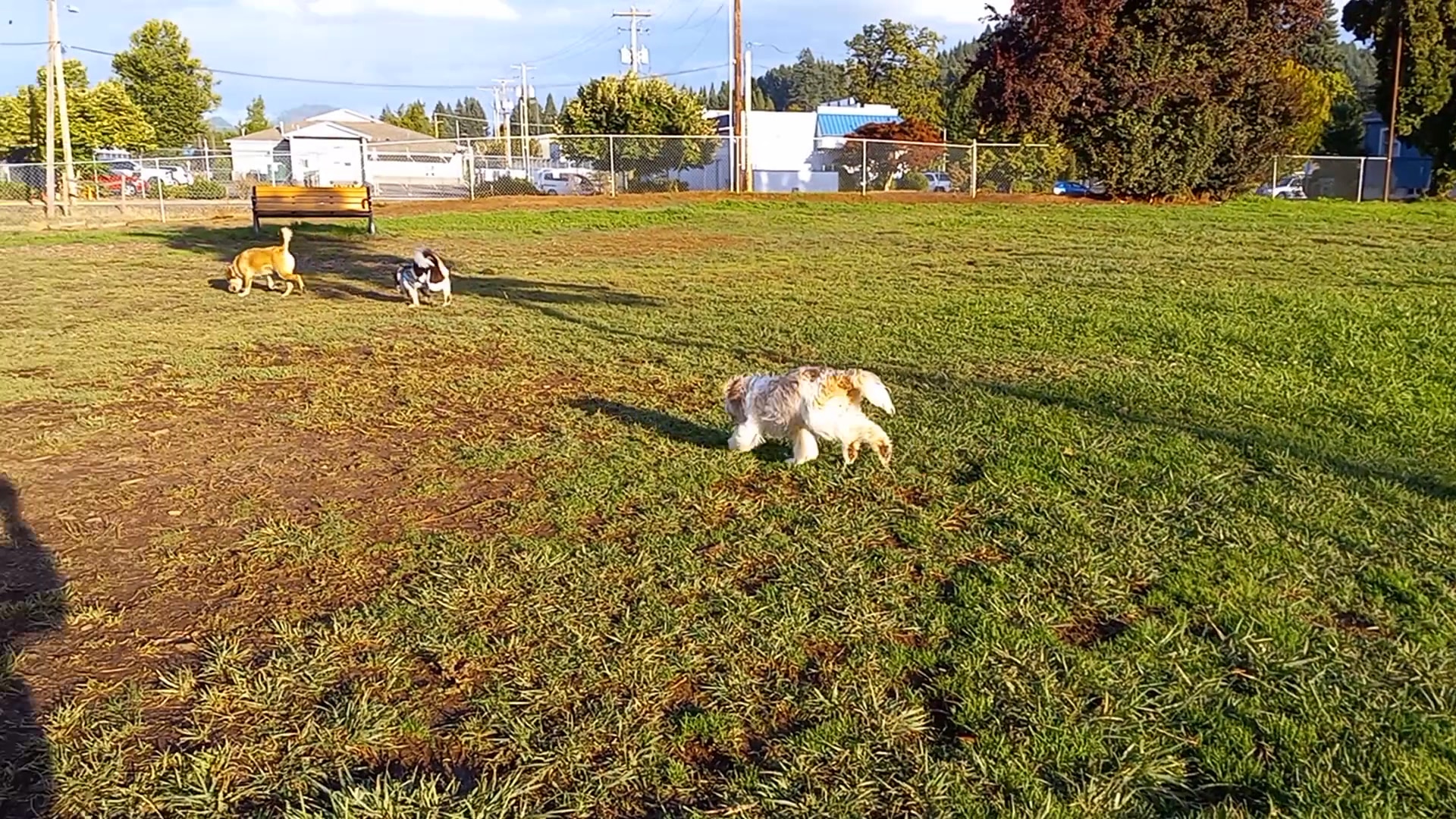 Lulu's Dog Park - Cottage Grove, OR