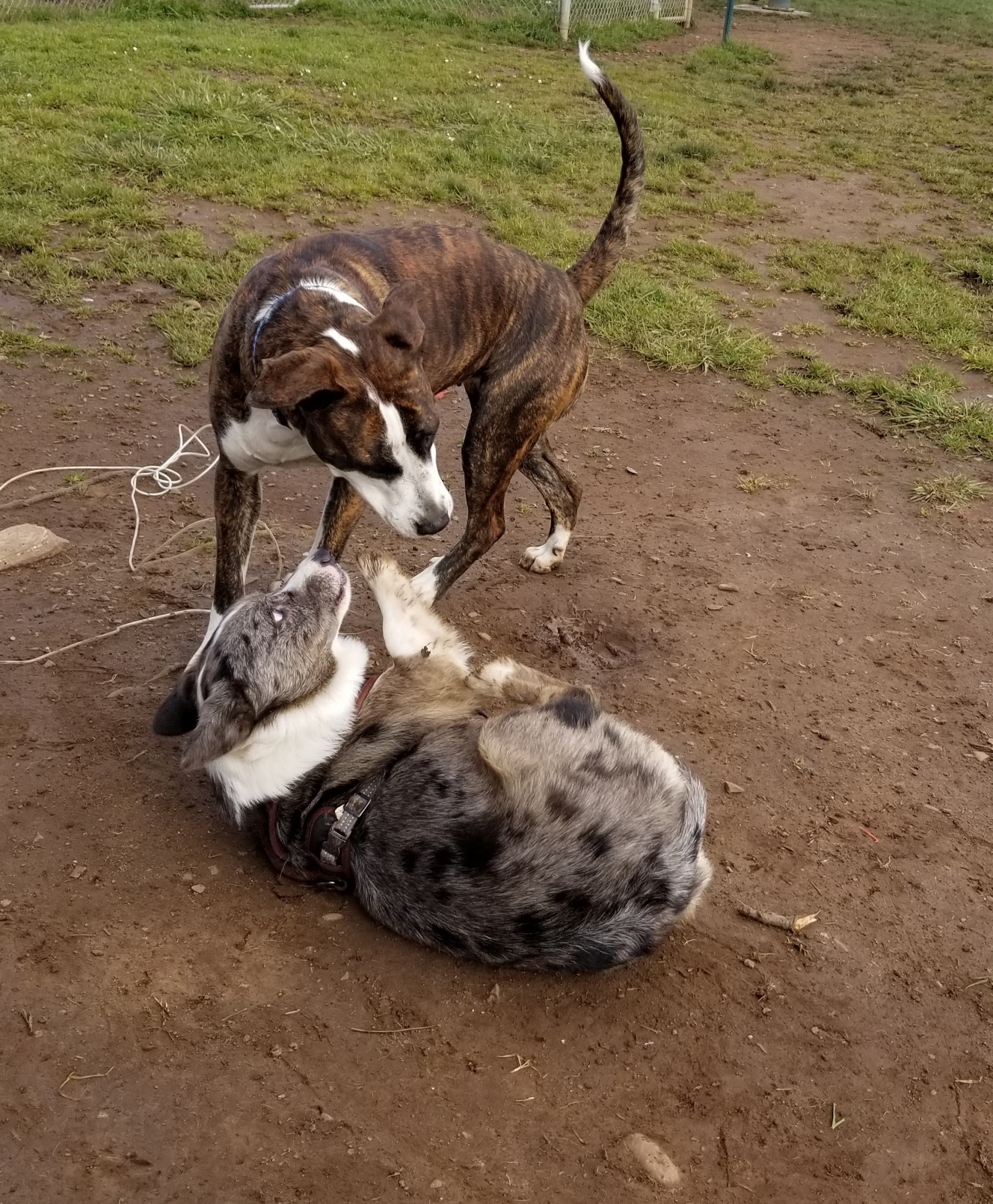 Lulu's Dog Park - Cottage Grove, OR