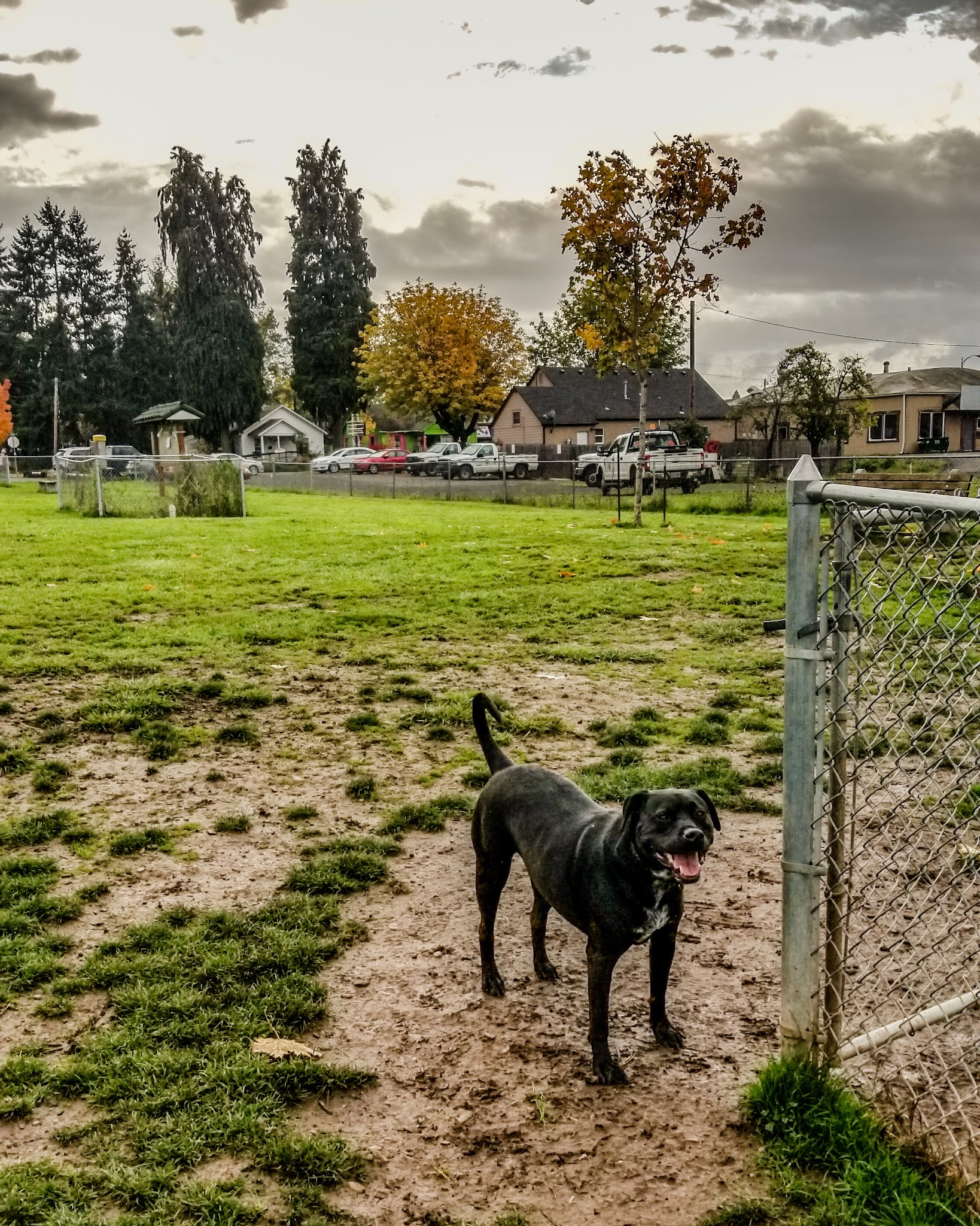 Lulu's Dog Park - Cottage Grove, OR