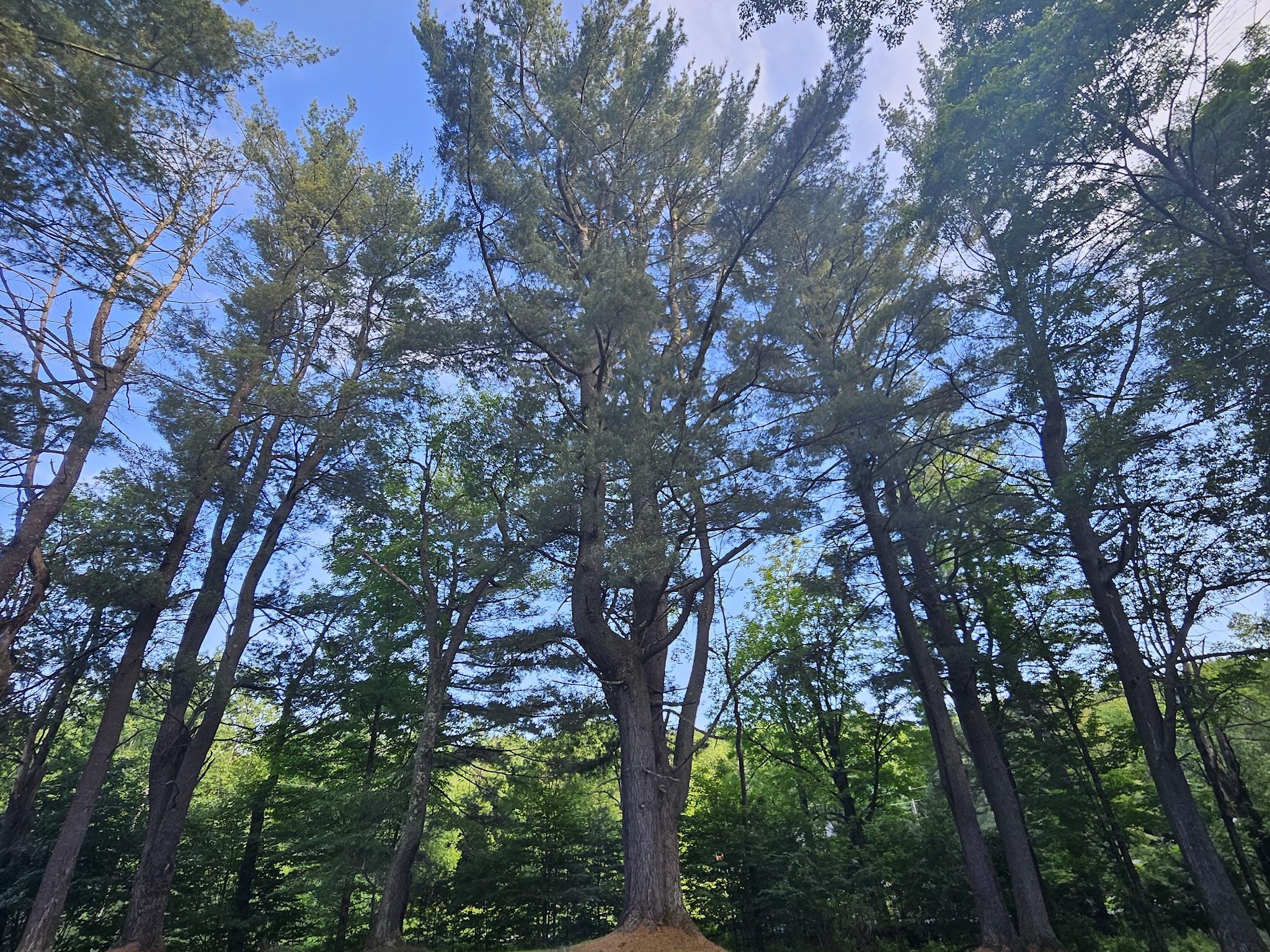 Saulter Preserve - Coudersport, PA