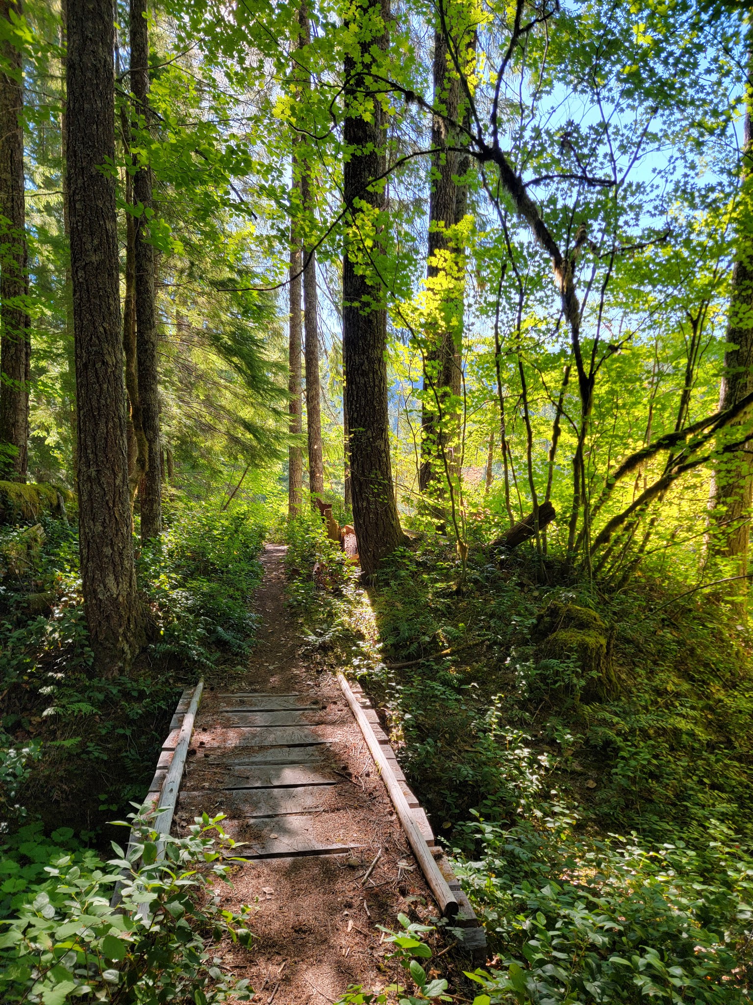 Lewis River Trail - Cougar, WA