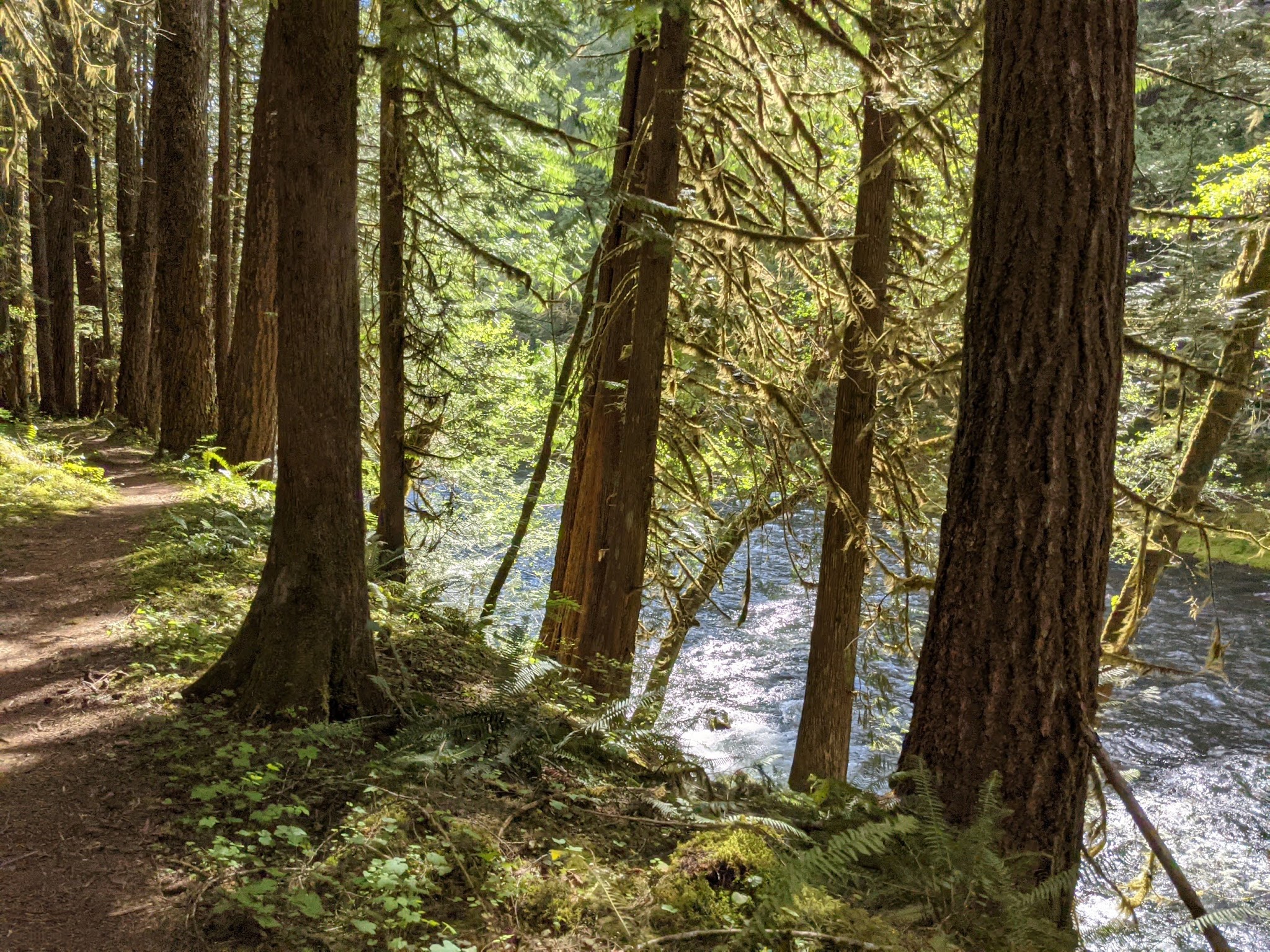 Lewis River Trail - Cougar, WA
